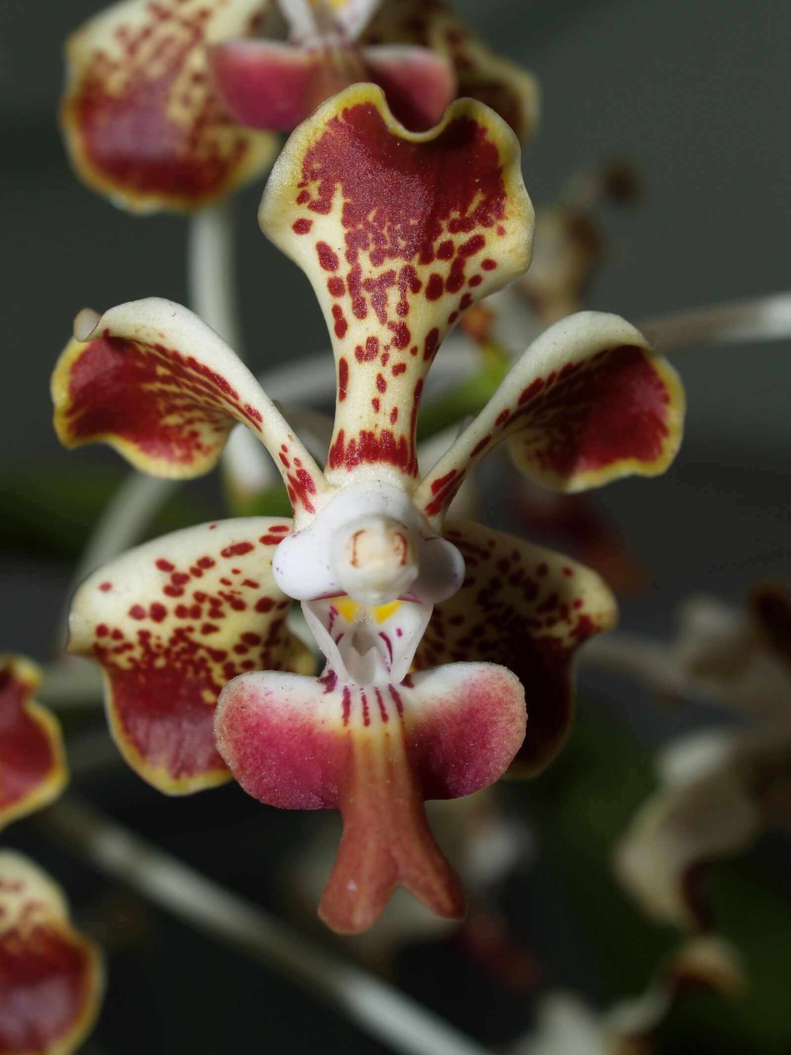 Olympus E-300 (EVOLT E-300) sample photo. Orchid, flower, bright photography