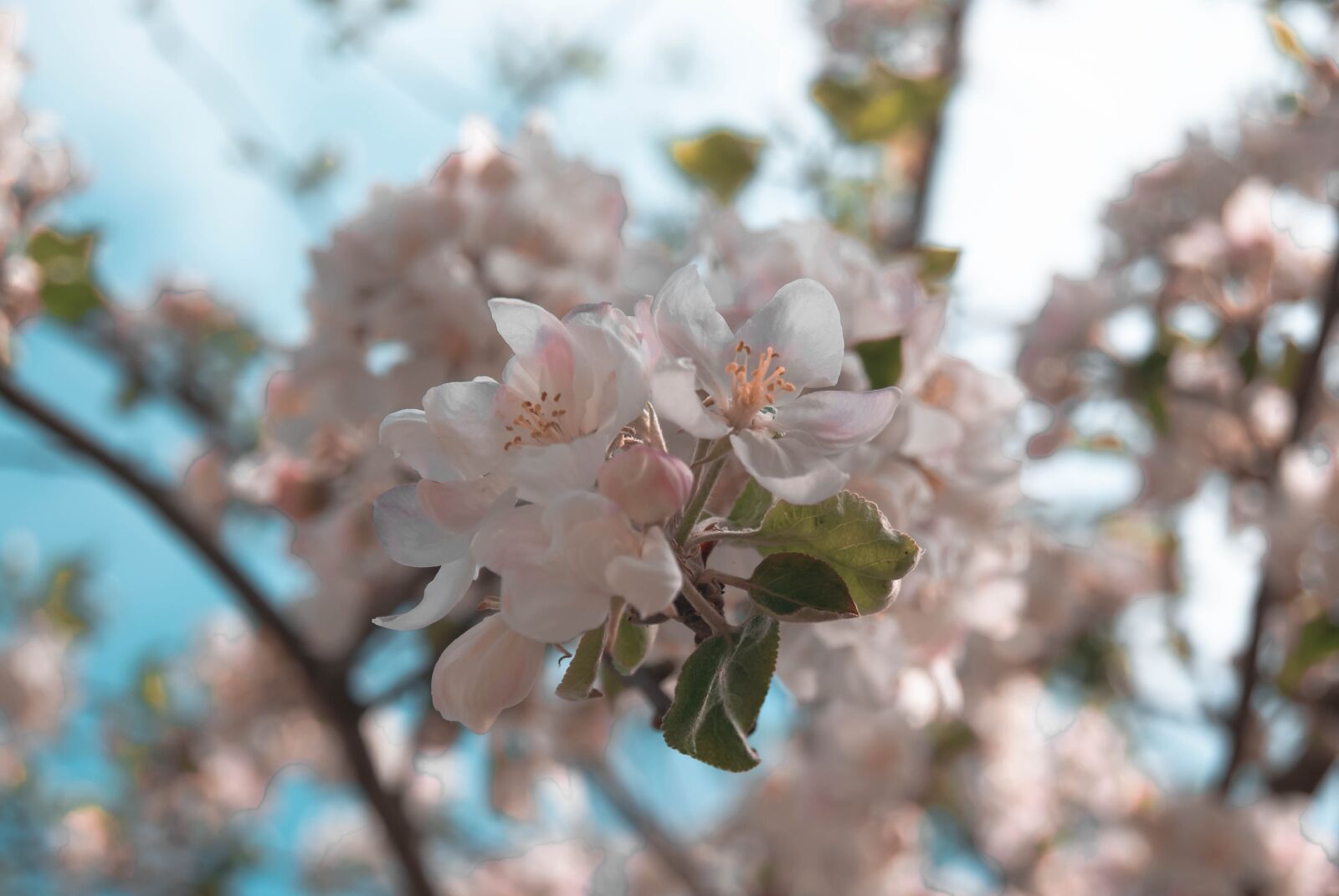 Sony Alpha DSLR-A230 sample photo. Spring, pink, flowers photography