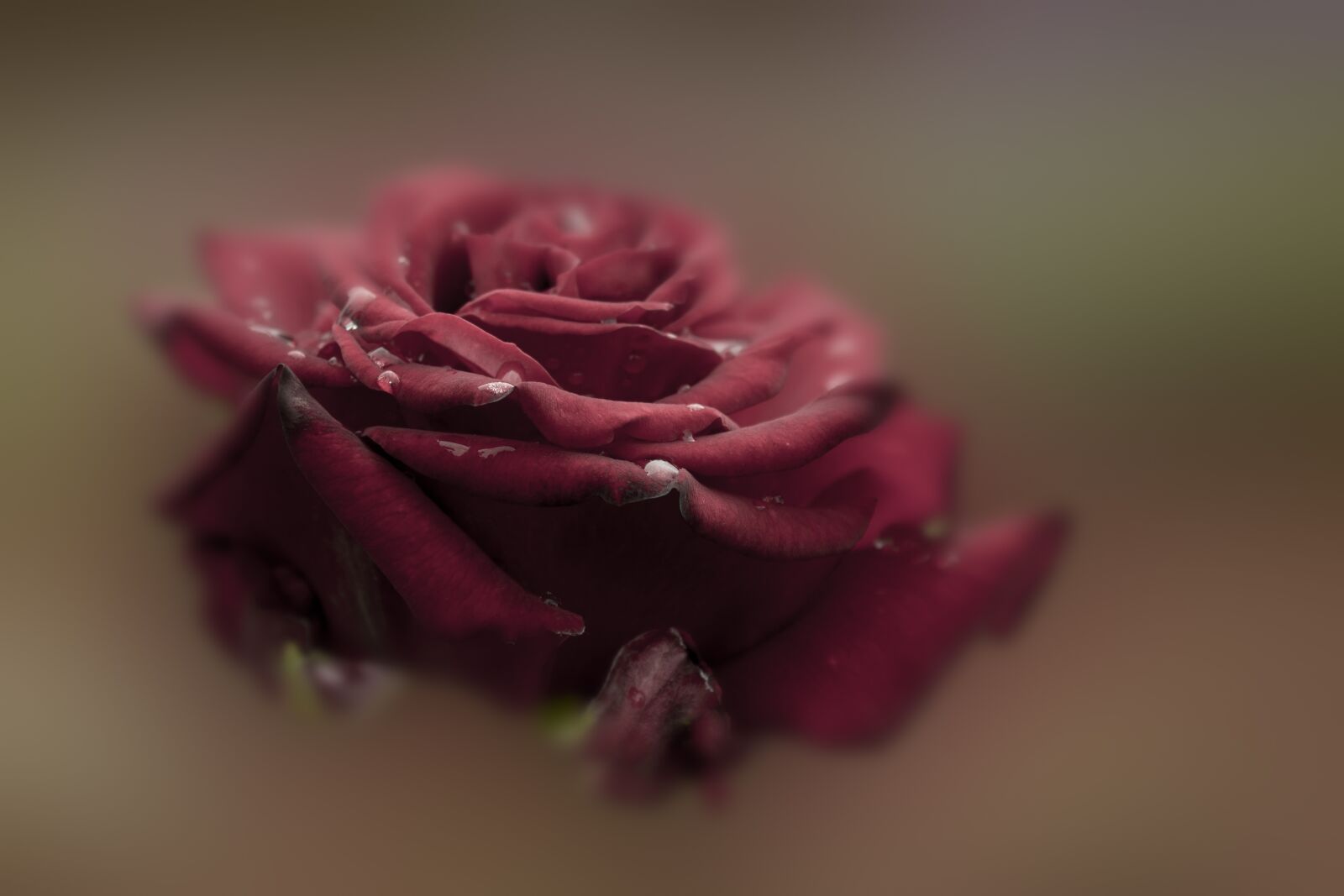 Canon EOS 1100D (EOS Rebel T3 / EOS Kiss X50) sample photo. Rose, red, flower photography