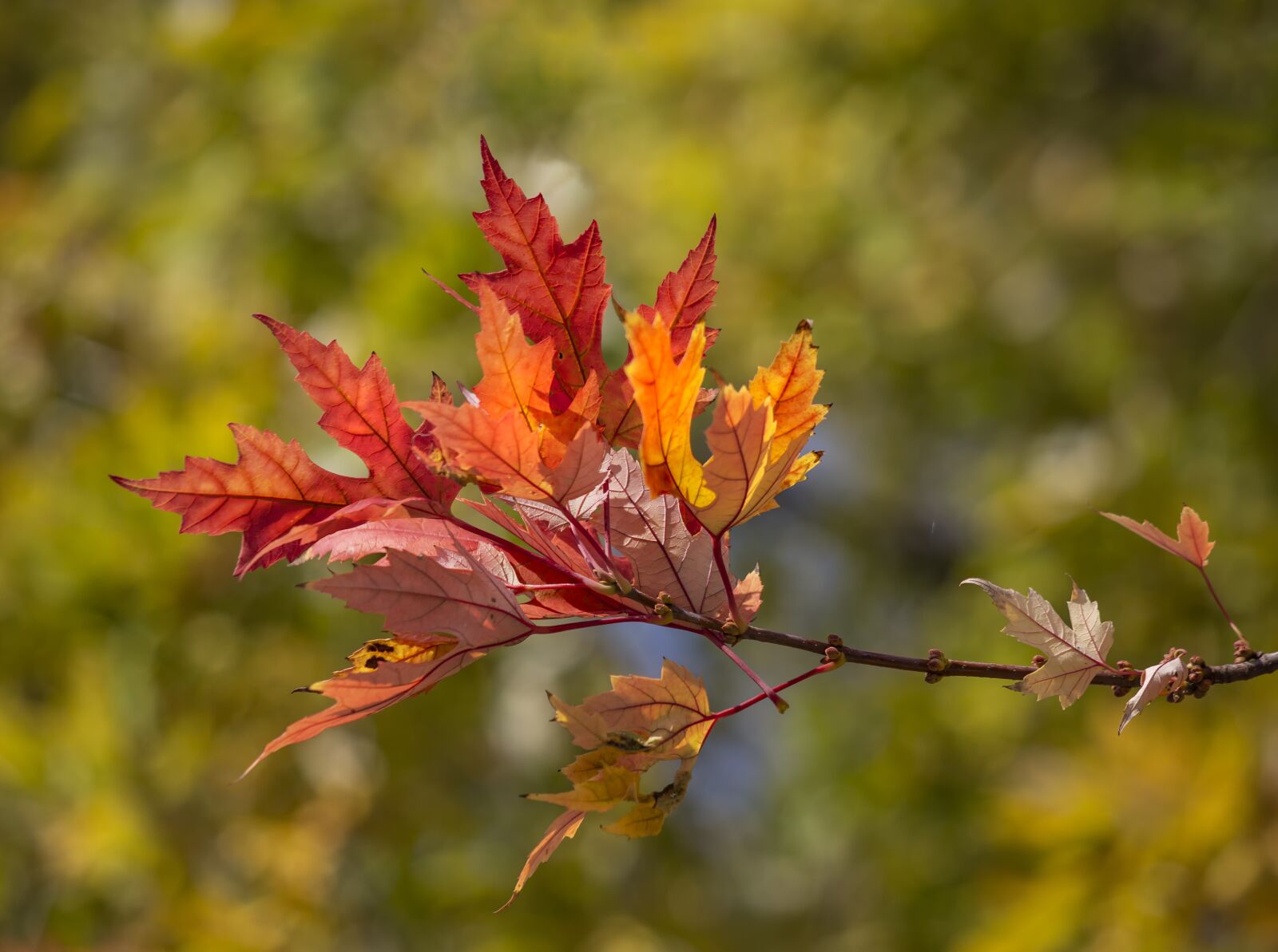 Canon EOS 6D + Canon EF 70-300 F4-5.6 IS II USM sample photo. Holidays, autumn, red photography