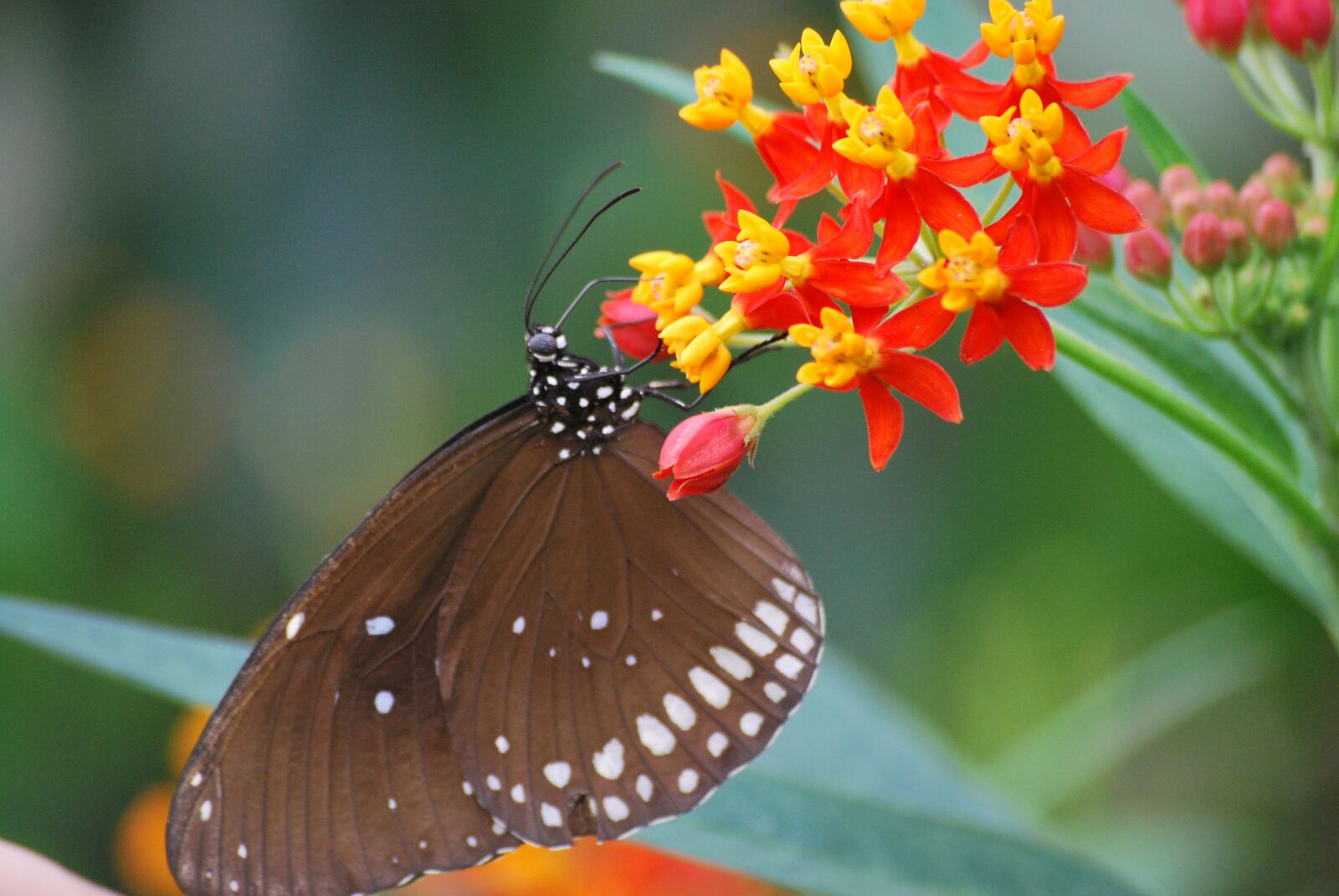 Nikon D60 sample photo. Butterfly, nature, wildlife photography