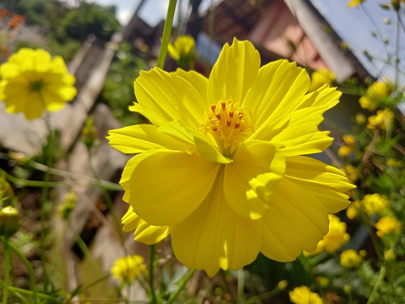 Realme C2 sample photo. Flower, nature, flora photography