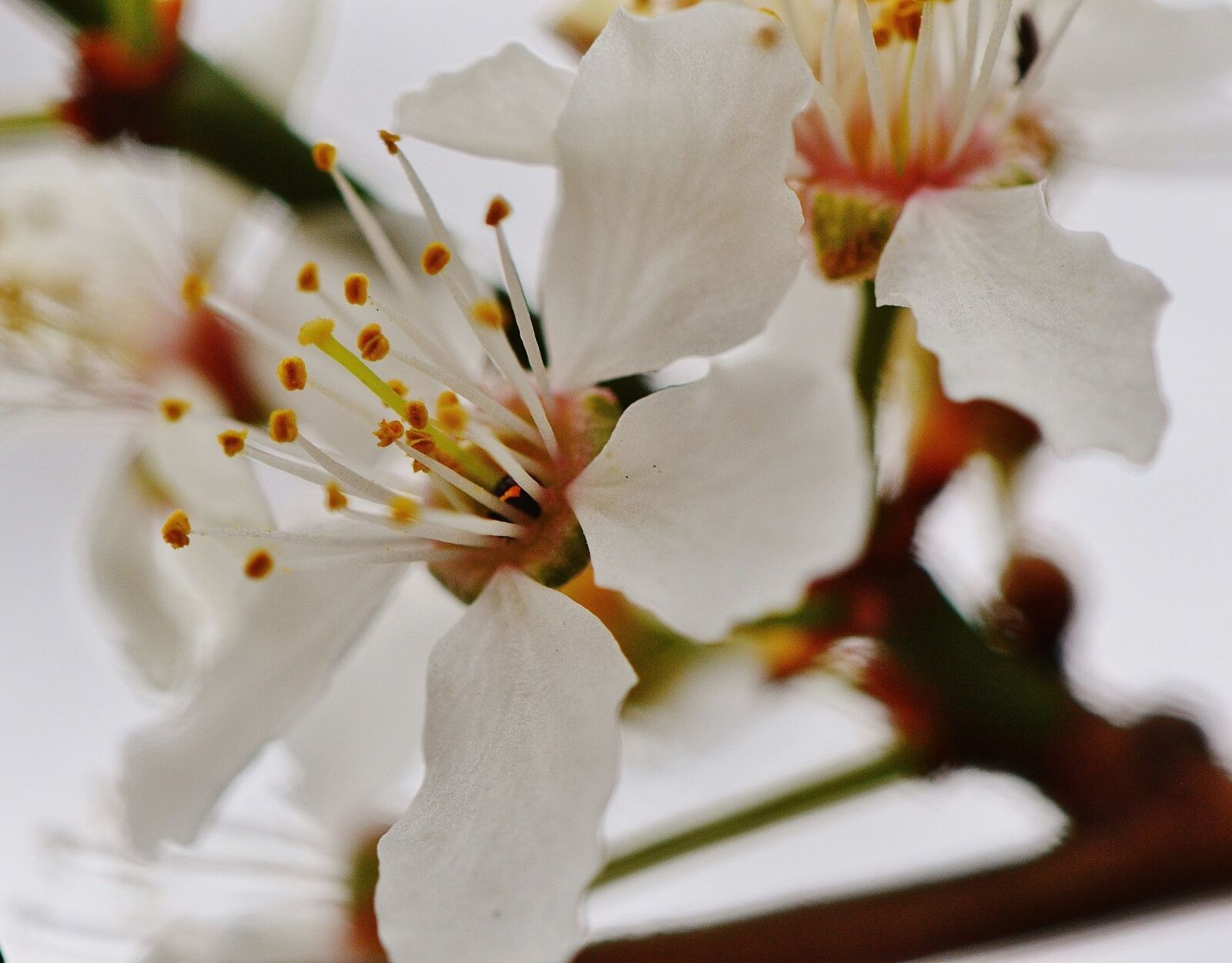 Nikon D3200 sample photo. Spring, blossom, bloom photography
