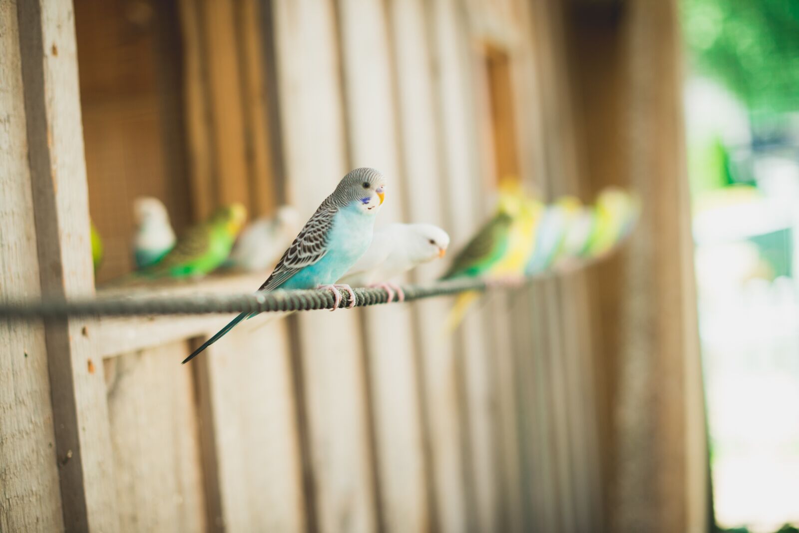 Nikon D610 sample photo. Bird, canary, animals photography
