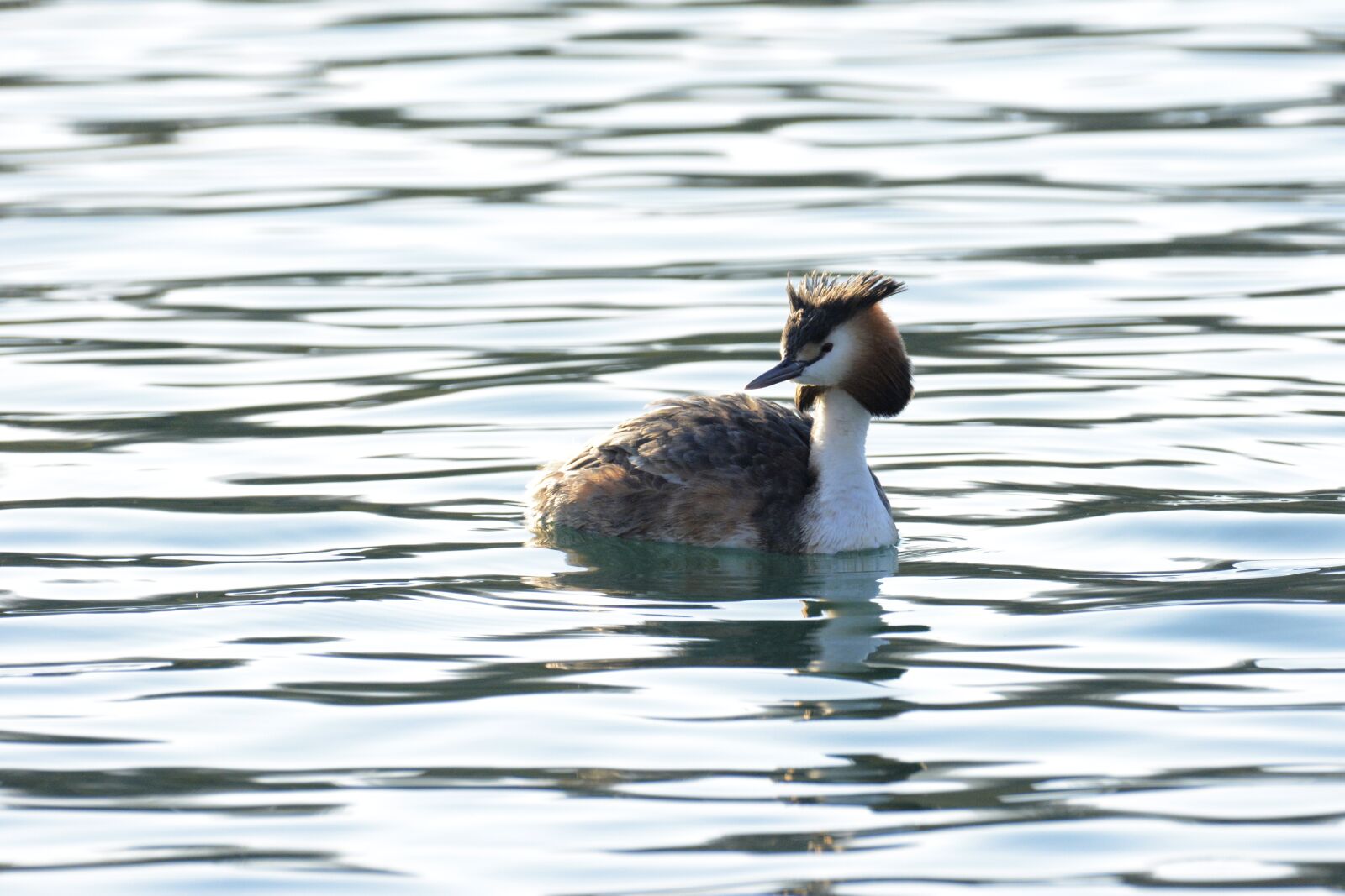 Nikon D7100 sample photo. Grebe, posh, nature photography