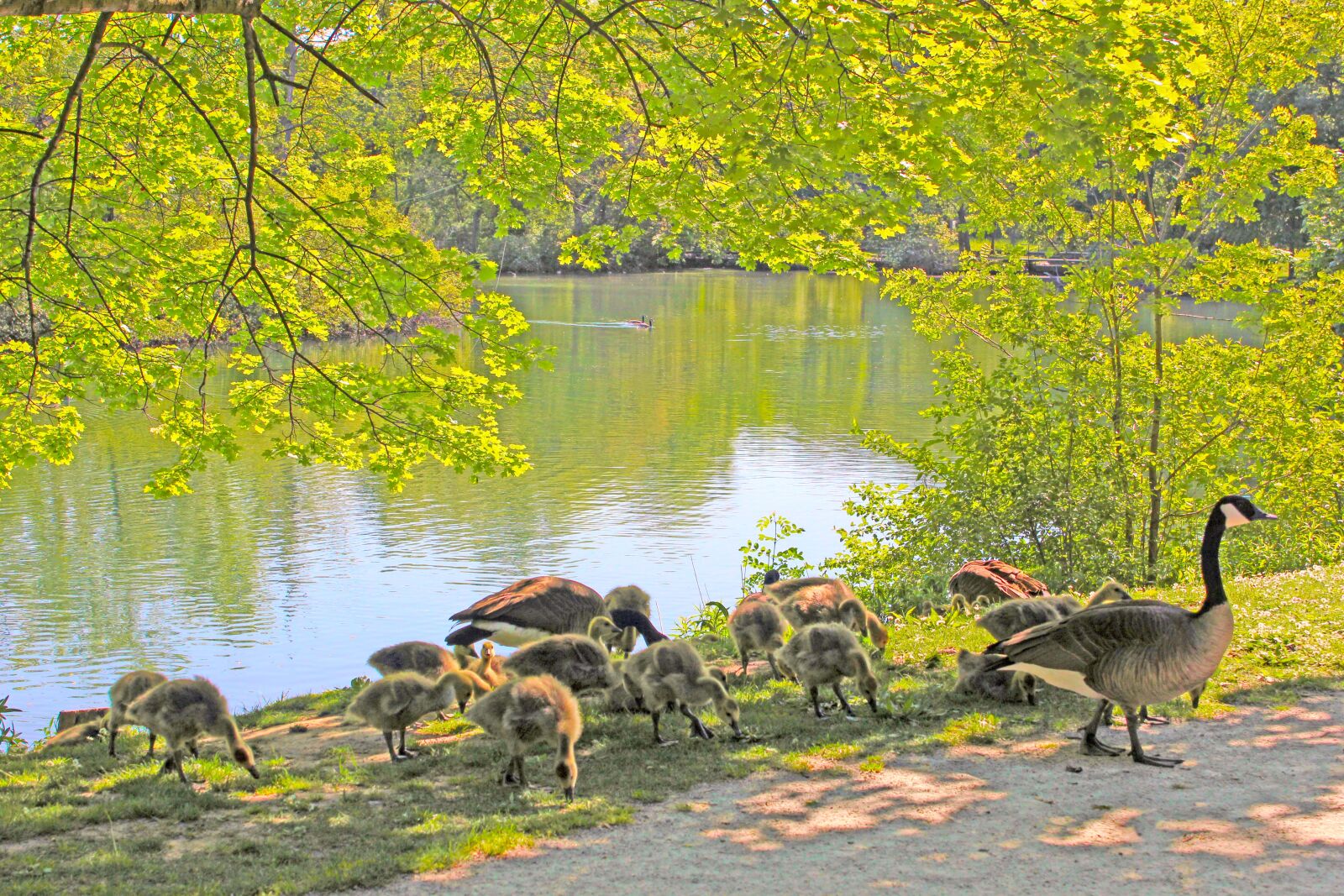 Canon EOS 550D (EOS Rebel T2i / EOS Kiss X4) sample photo. Geese, canadian, goose photography