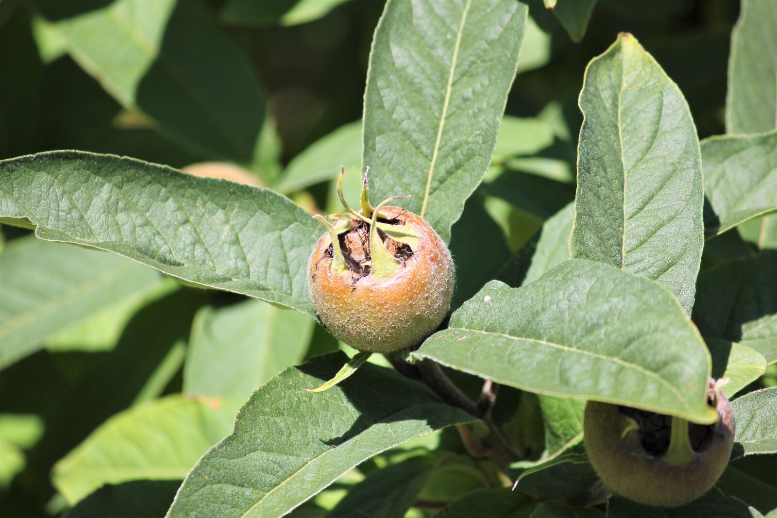 Canon EOS 550D (EOS Rebel T2i / EOS Kiss X4) sample photo. Medlar, fruit, ripe photography