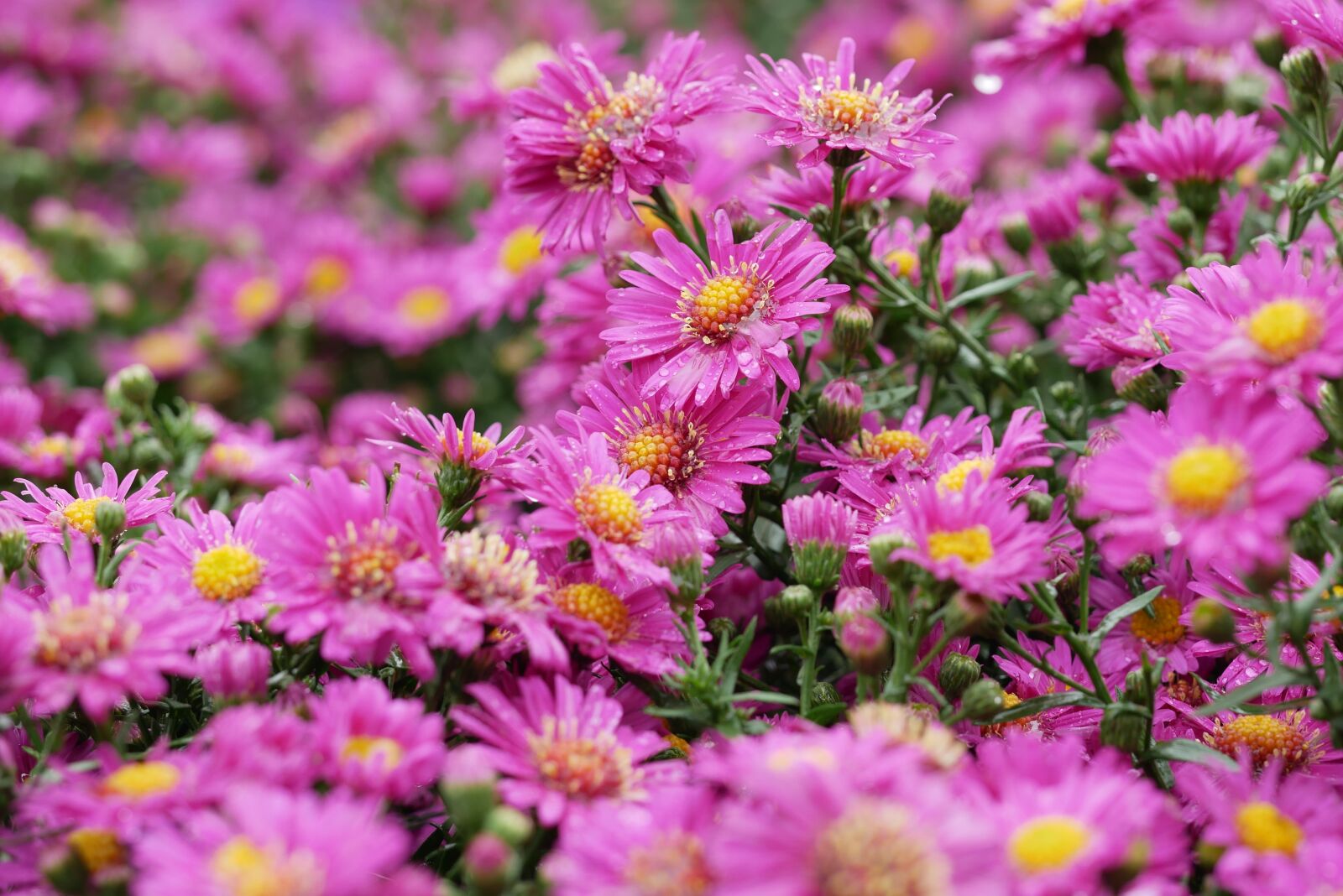 Panasonic Lumix DMC-G85 (Lumix DMC-G80) sample photo. Chrysanthemums, garden, flowers photography
