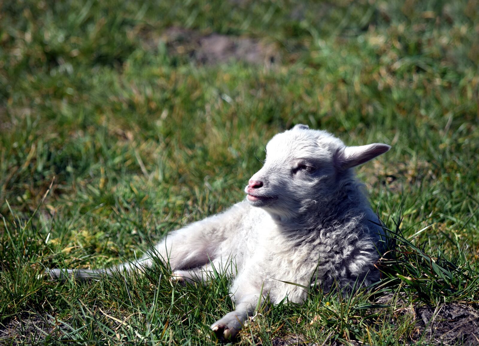 Nikon D5300 sample photo. Lamb, white, passover photography