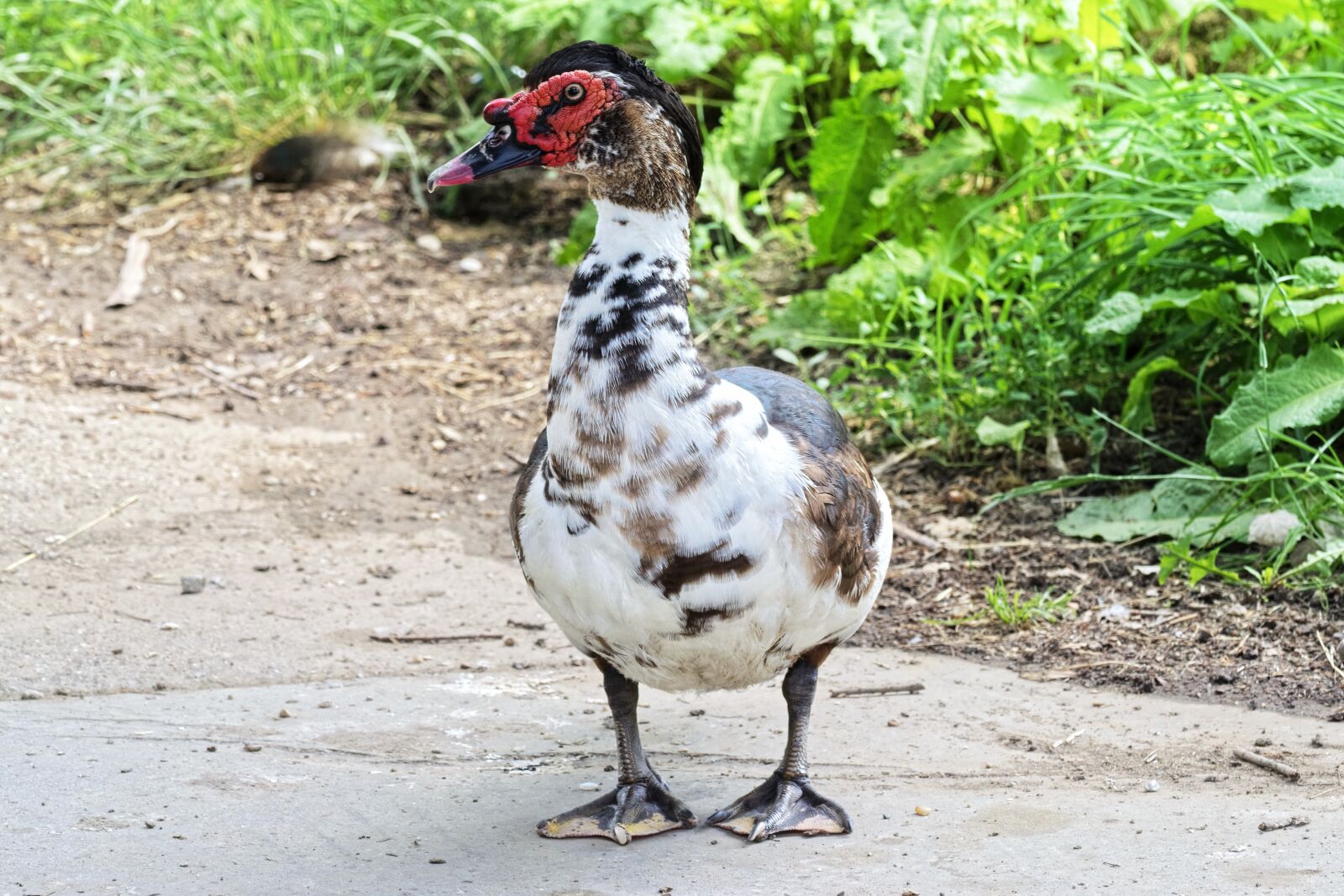 Nikon D5300 sample photo. The duck, muscovy, bird photography