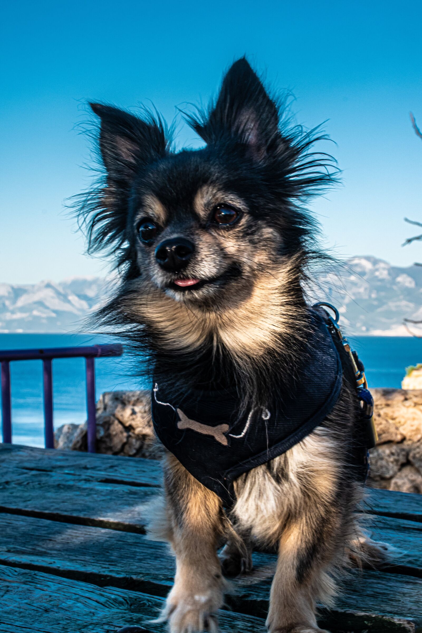Nikon D5600 sample photo. Dog, pet, puppy photography