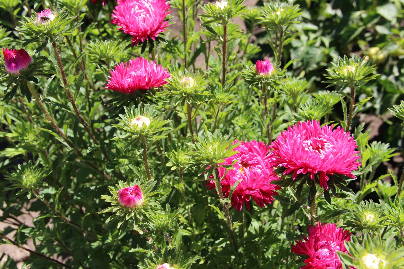 Canon EF-S 18-135mm F3.5-5.6 IS sample photo. Astra, flower, flowers photography