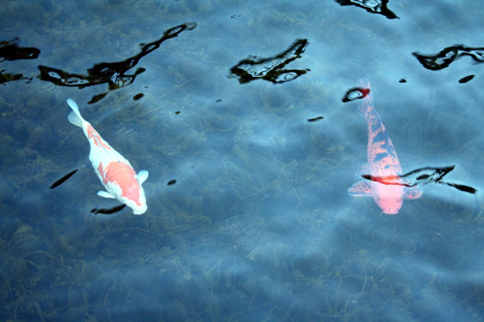 Canon EOS 1000D (EOS Digital Rebel XS / EOS Kiss F) sample photo. Koi, carp, duisburg photography