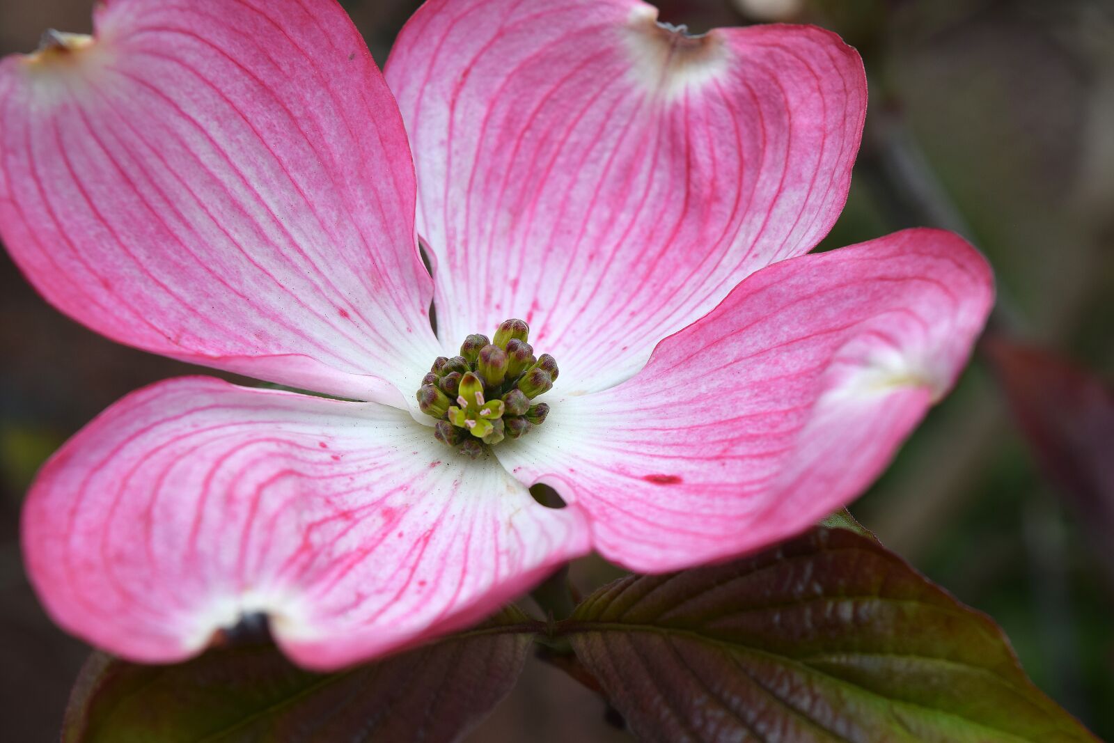 Nikon D3300 sample photo. Cornus, dogwood, flower photography