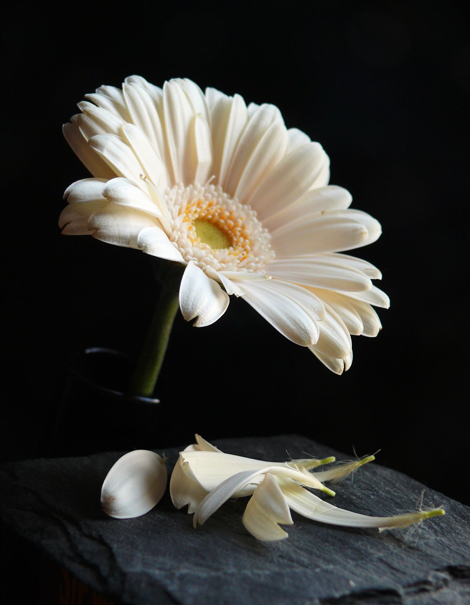 Leica V-LUX 1 sample photo. Gerbera, blossom, bloom photography