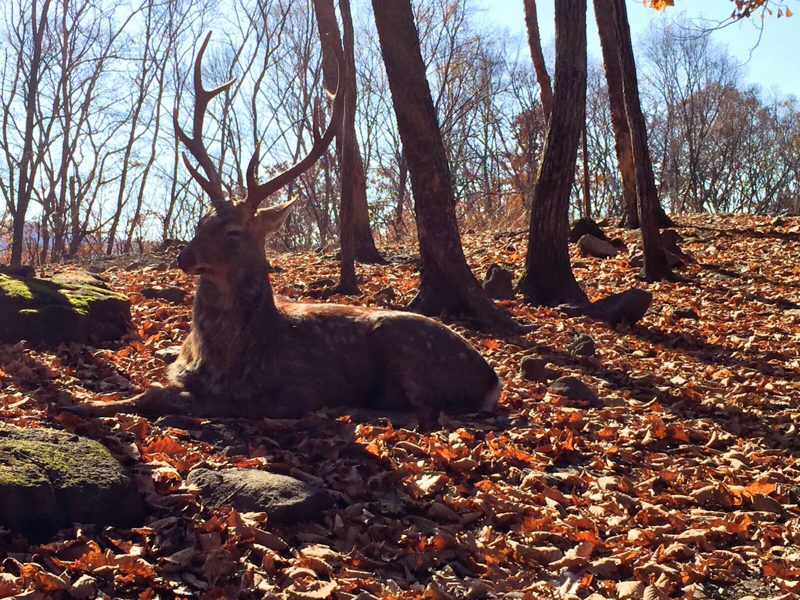 Apple iPhone 6 sample photo. Aminal, autmn, brownleaves, elk photography