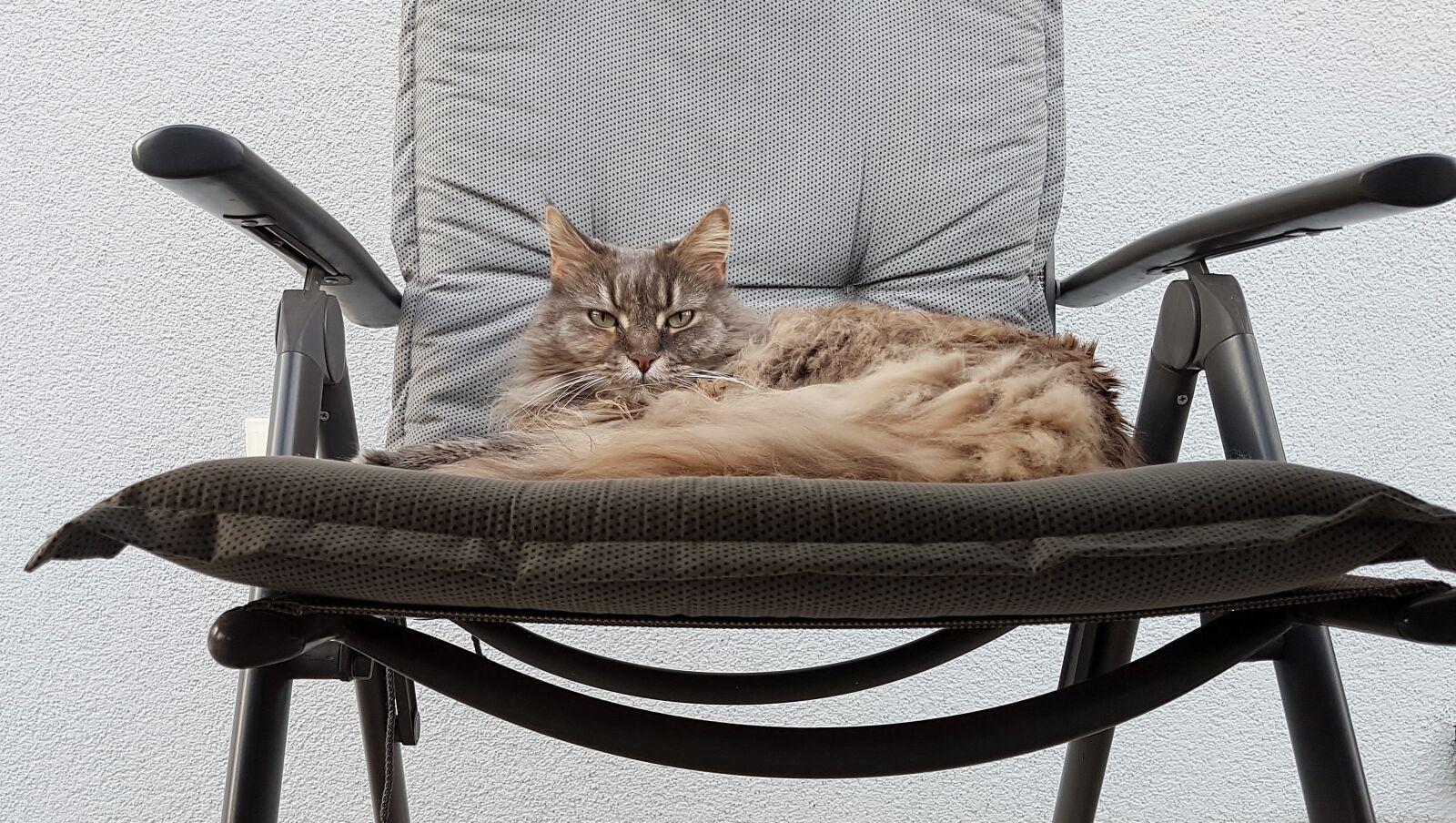 Samsung Galaxy S7 Edge sample photo. Maine coon, cat, pet photography