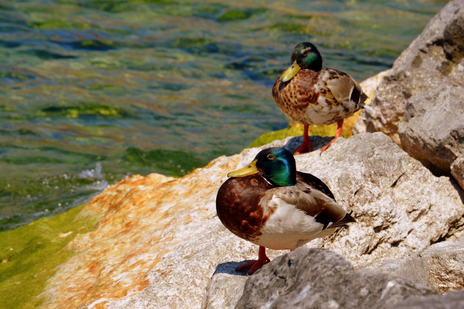 Nikon D7100 sample photo. Duck, stone, lake photography