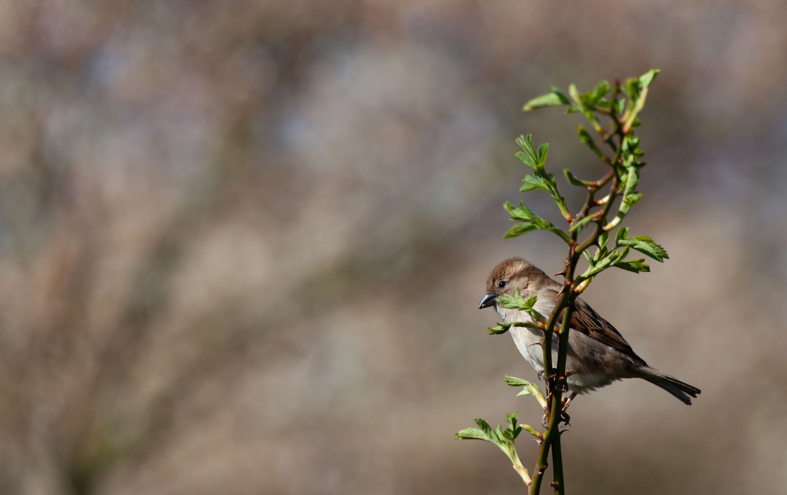 150-600mm F5-6.3 DG OS HSM | Contemporary 015 sample photo. Sparrow, hedge sparrow, garden photography