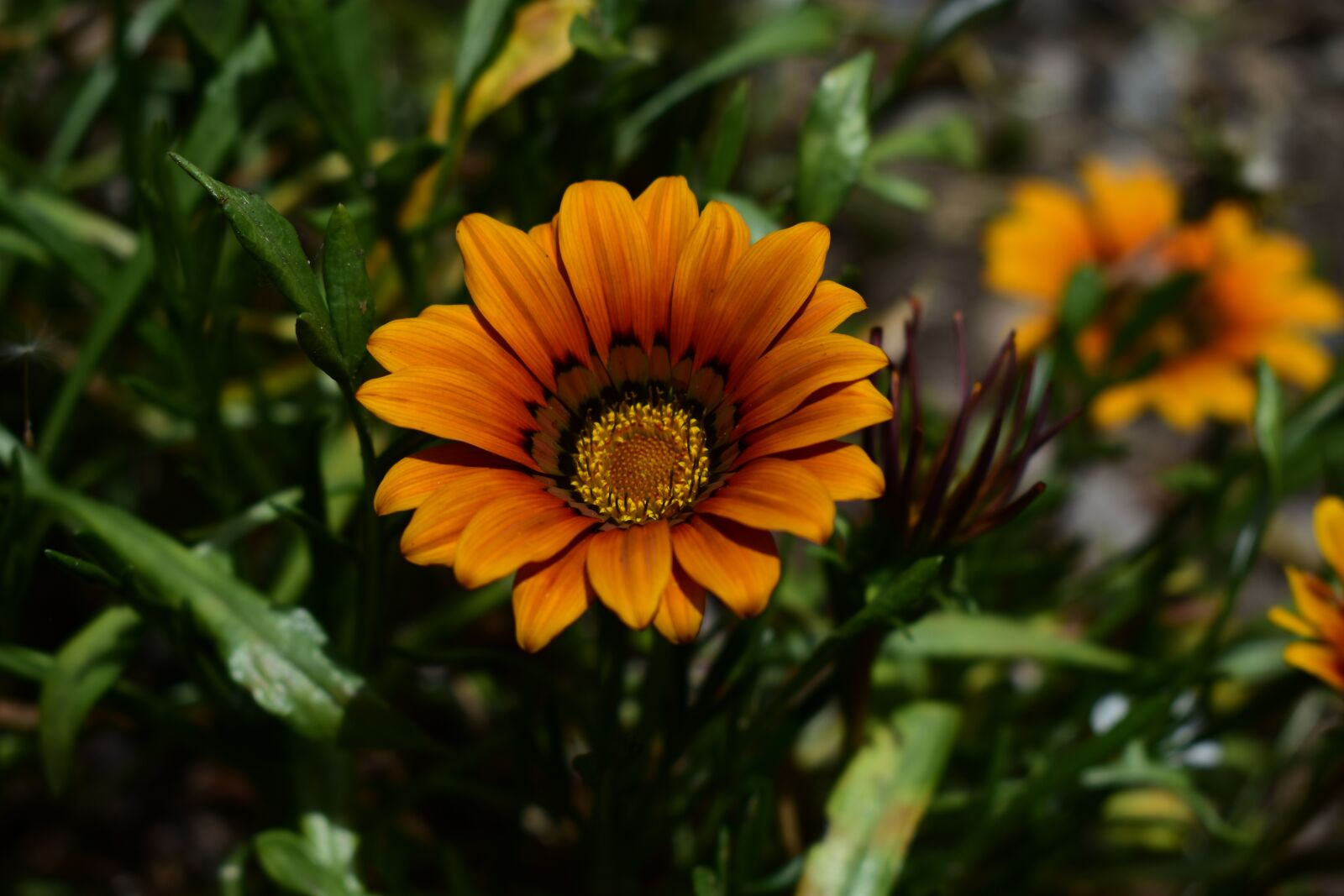 Nikon D3400 sample photo. Nature, flower, plant photography