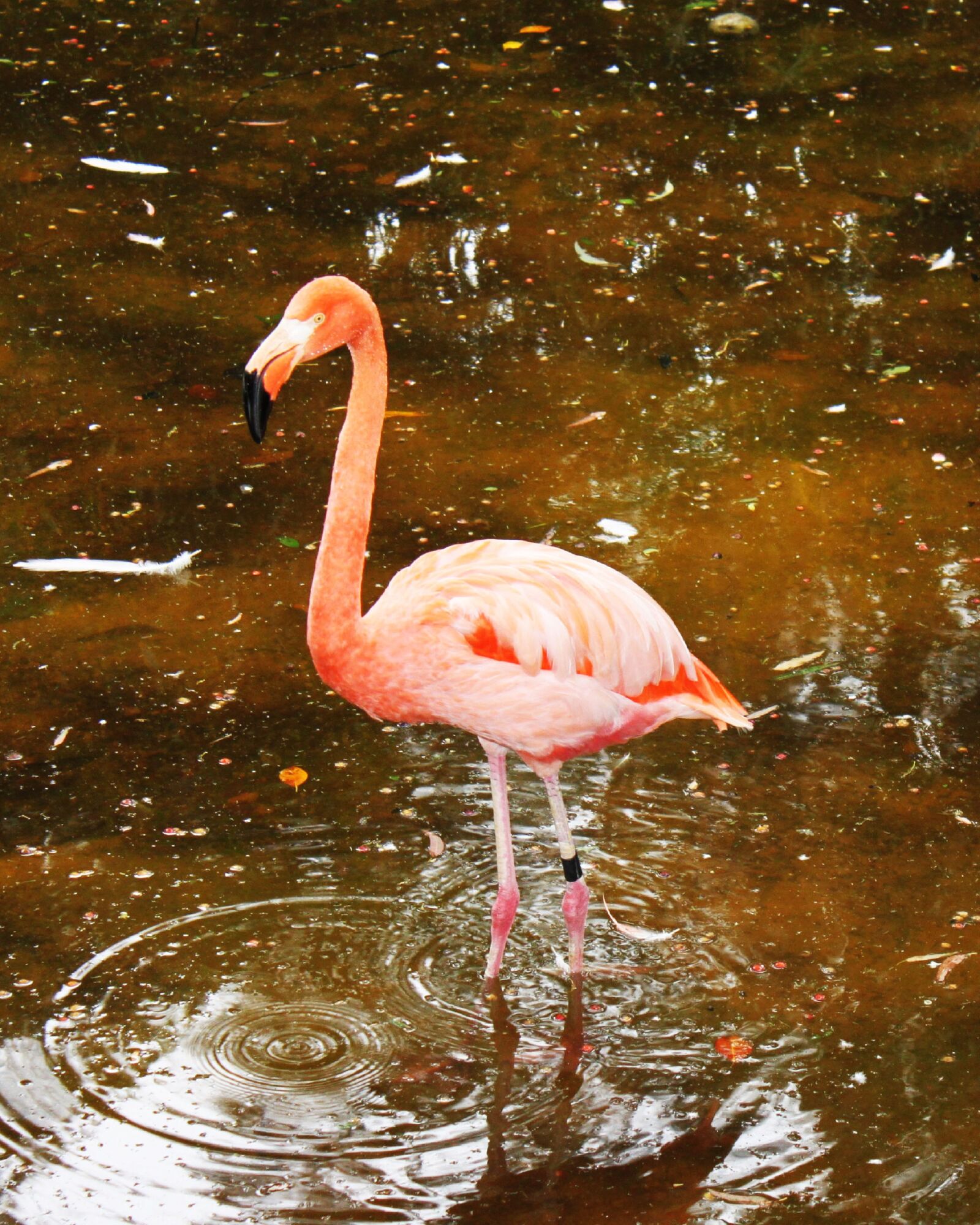 Canon EOS 500D (EOS Rebel T1i / EOS Kiss X3) sample photo. Flamenco, ave, pink birds photography