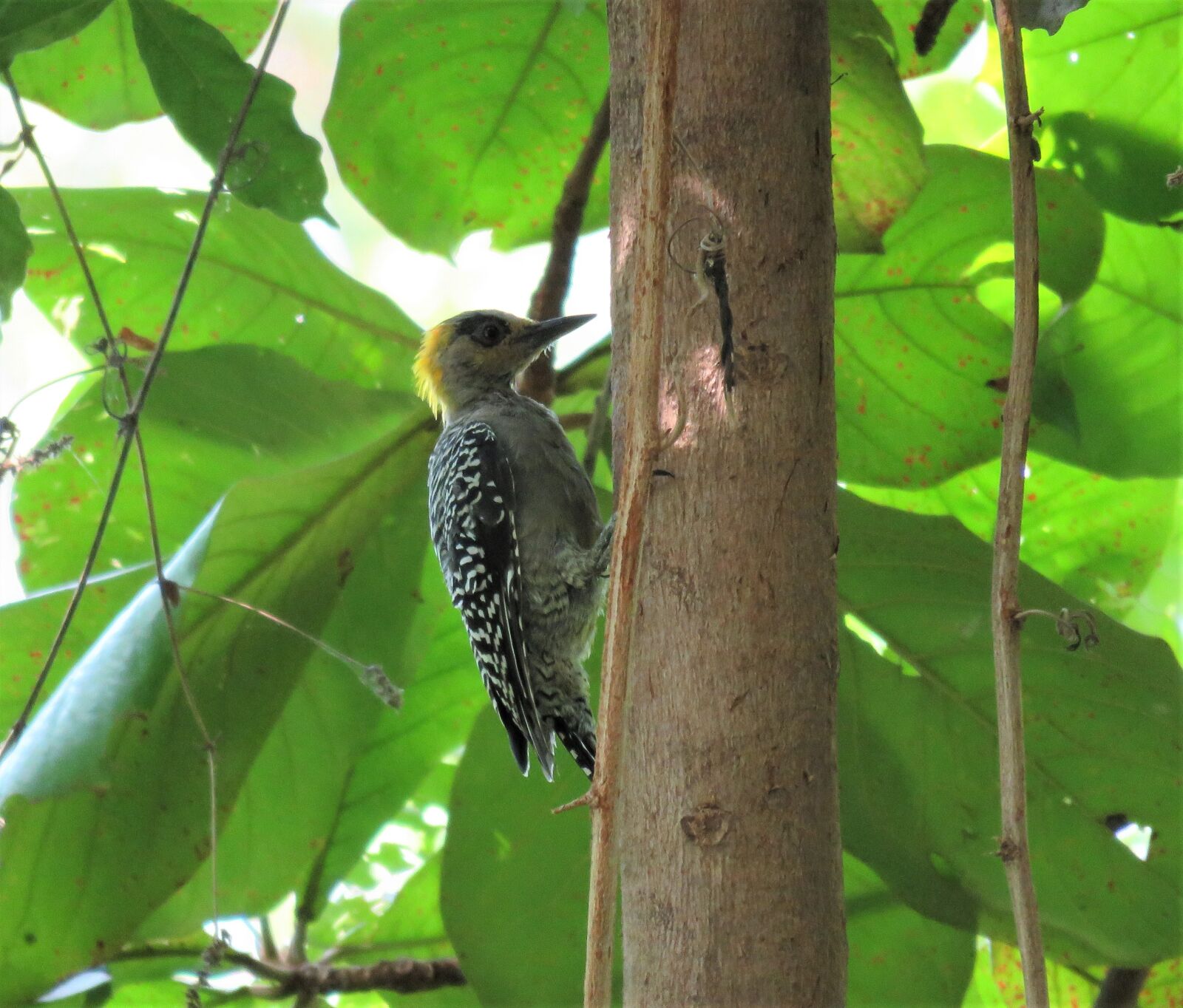 Canon PowerShot SX60 HS sample photo. Woodpecker, bird, tropical bird photography