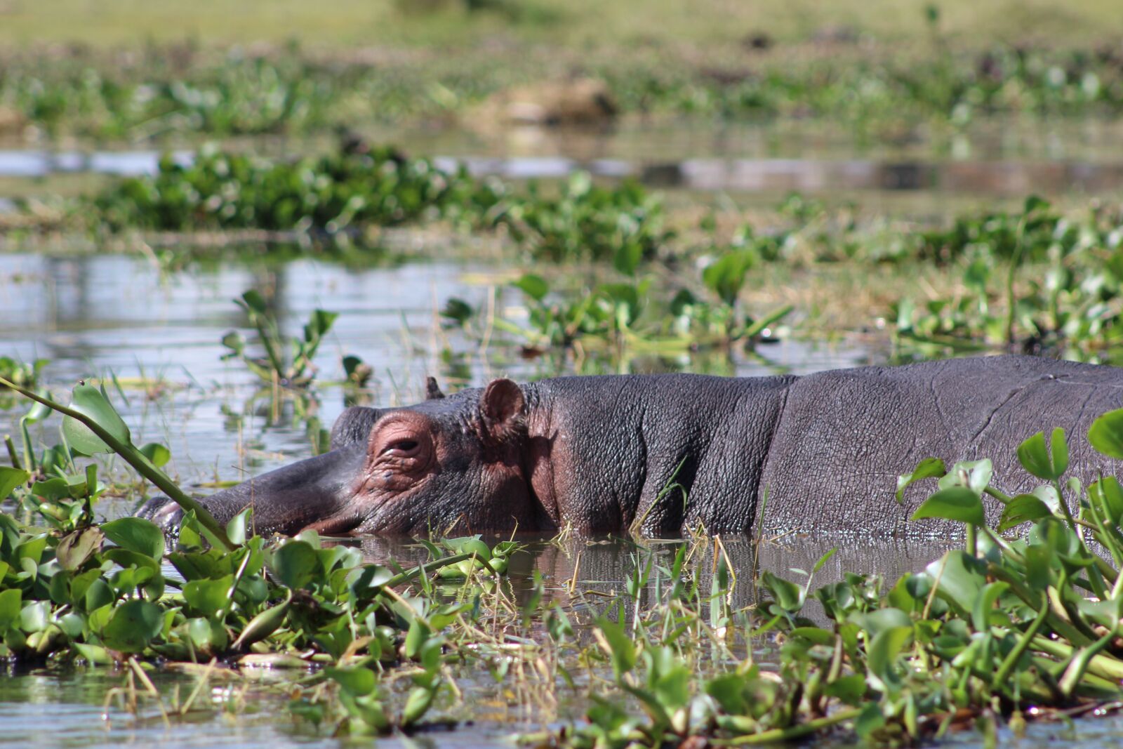 Canon EOS 100D (EOS Rebel SL1 / EOS Kiss X7) sample photo. Lake naivisha, kenya, hippo photography