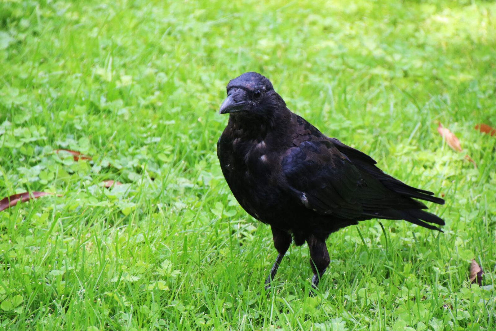 Canon EOS 750D (EOS Rebel T6i / EOS Kiss X8i) sample photo. Bird, raven, crow photography
