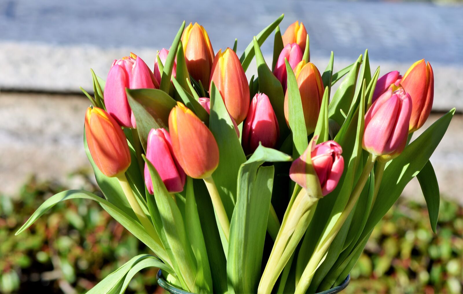 Nikon D7200 sample photo. Tulip, tulip bouquet, blossom photography