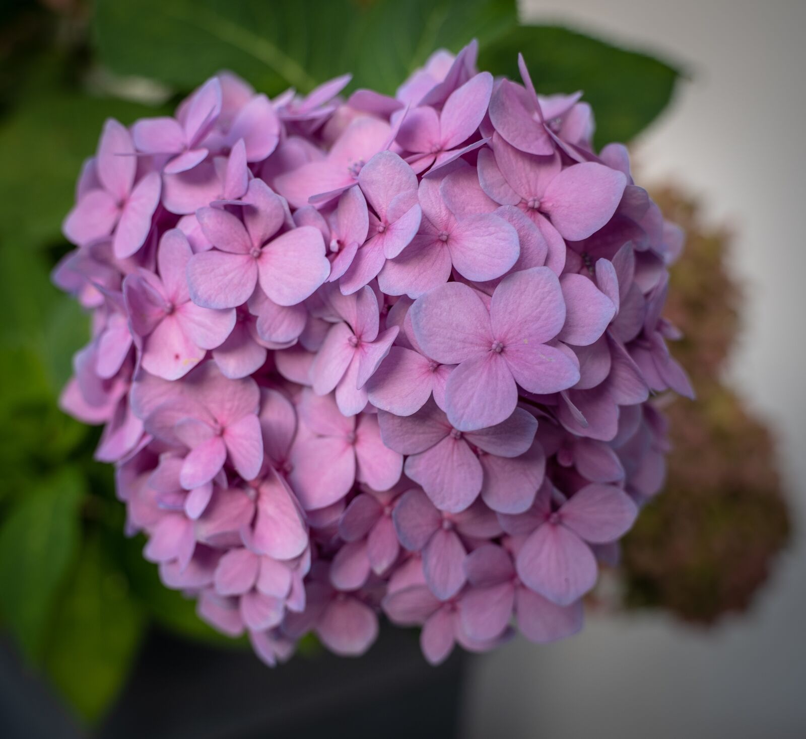 Sony a7 III + Tamron 28-75mm F2.8 Di III RXD sample photo. Flowers, bloom, plant photography