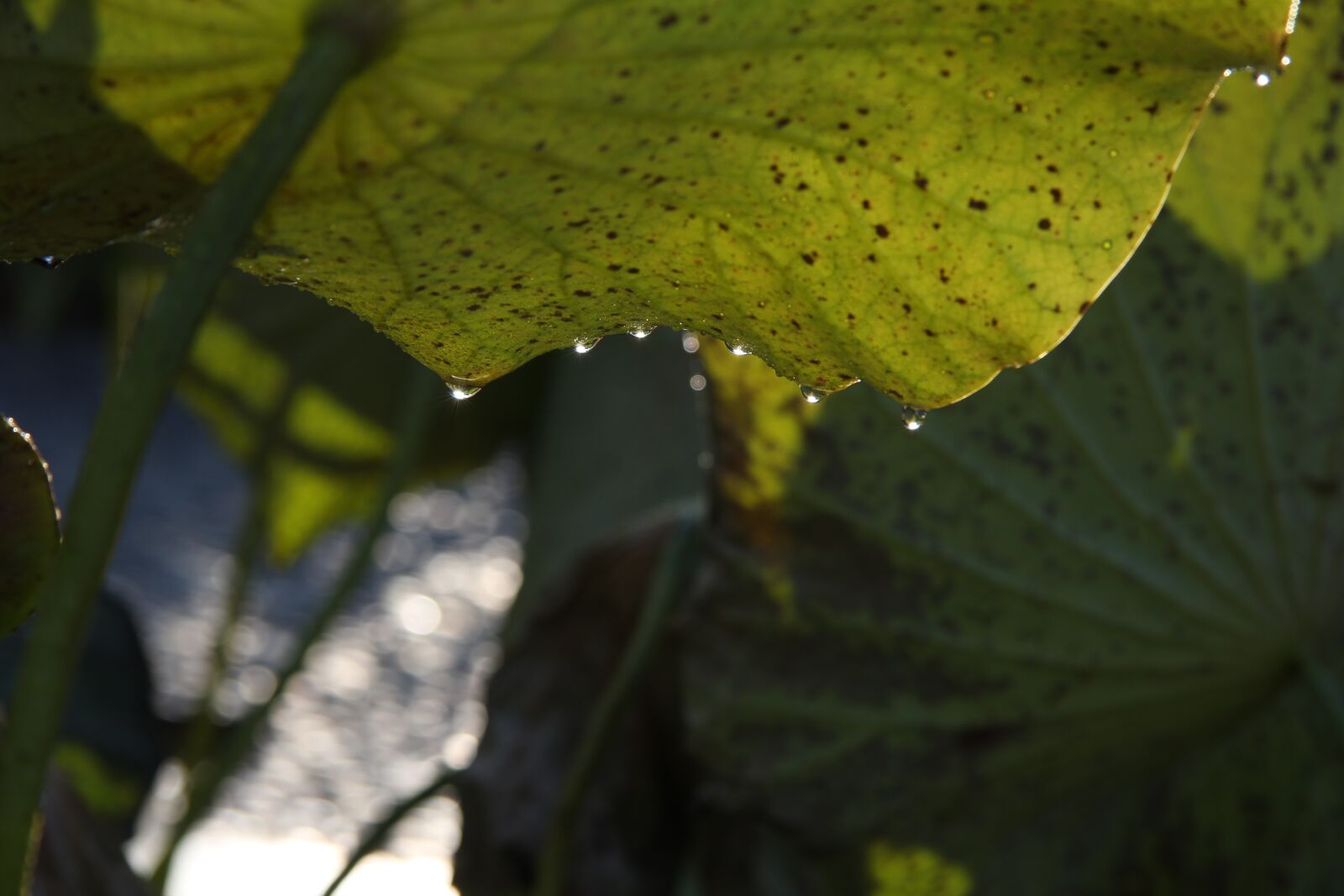 Canon EF-S 17-85mm F4-5.6 IS USM sample photo. Plant, leaf, drop photography