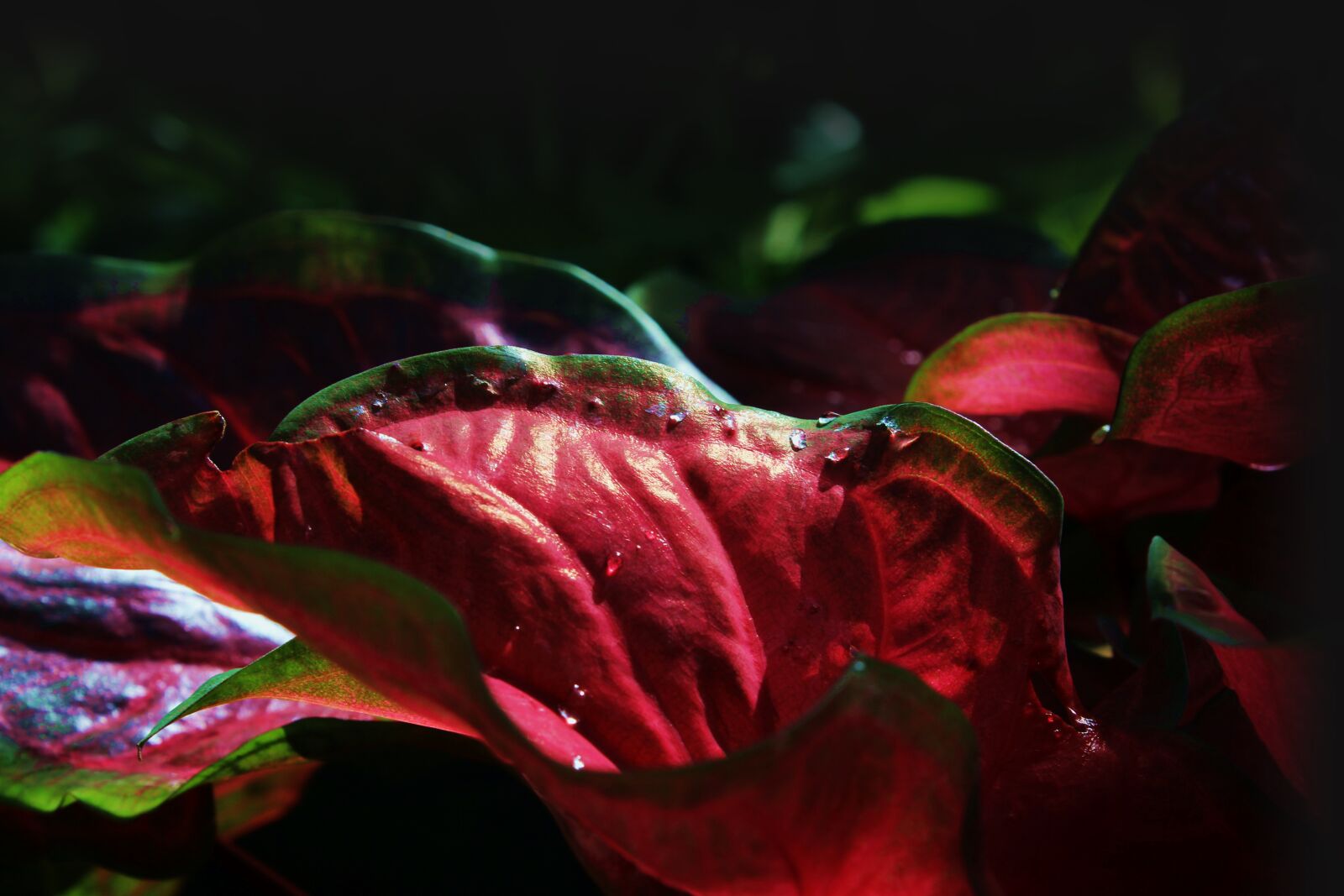 Canon EOS 600D (Rebel EOS T3i / EOS Kiss X5) sample photo. Botany, leaf, leaves, macro photography