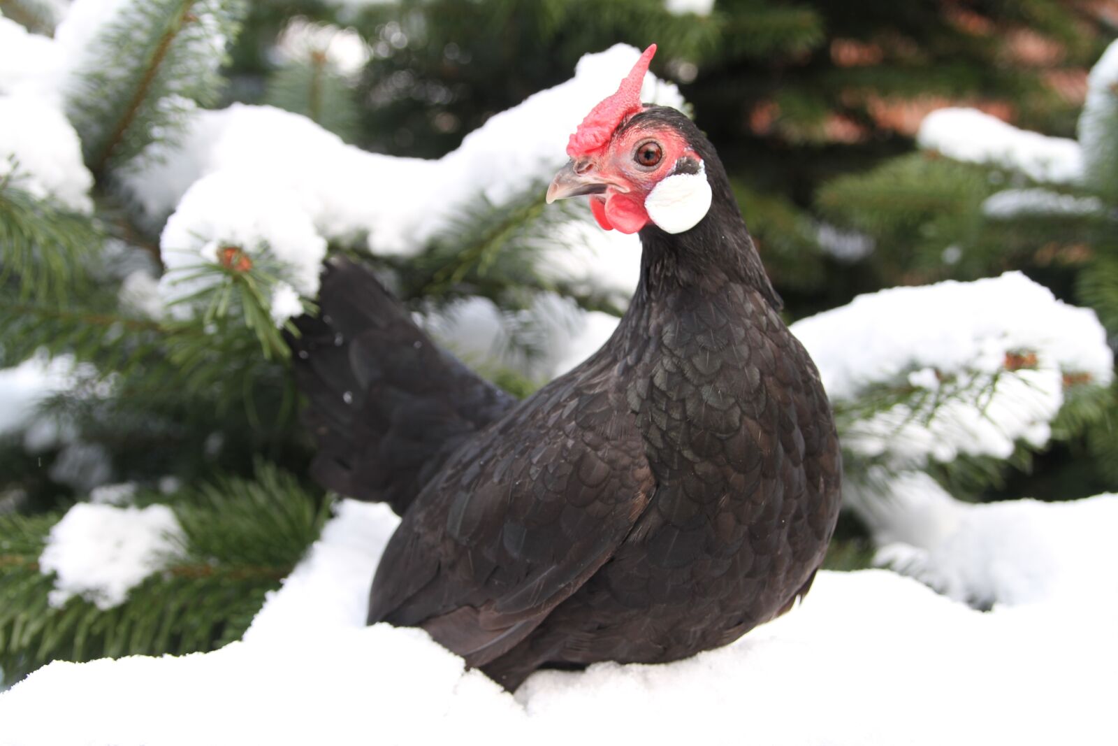 Canon EOS 7D sample photo. Chicken, hen, poultry photography