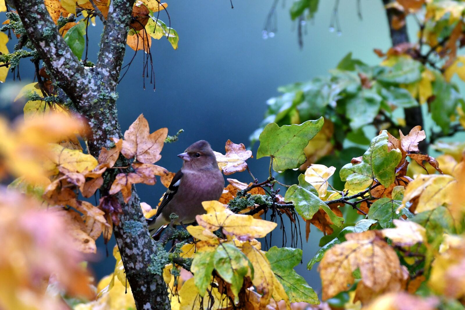 Nikon D500 sample photo. Check, songbird, bird photography