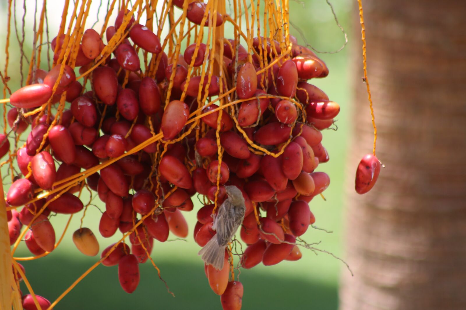Canon EOS 70D sample photo. Dates, palm, fruits photography