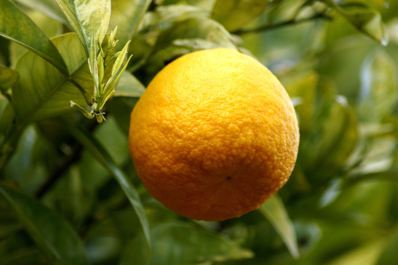 Sony SLT-A58 sample photo. Oranges, fruits, orange tree photography