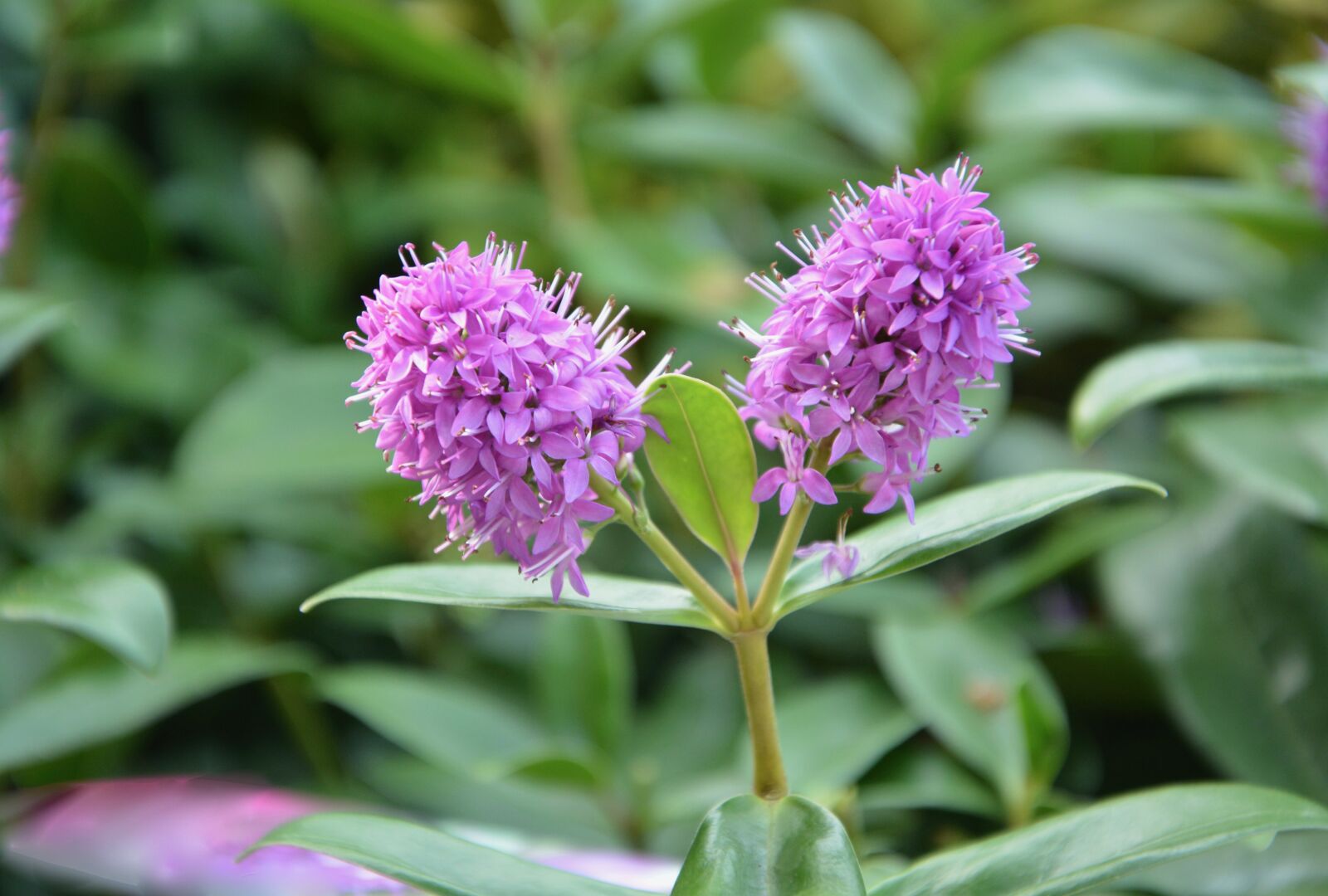 Nikon D5200 sample photo. Flowers, véronique, pretty photography