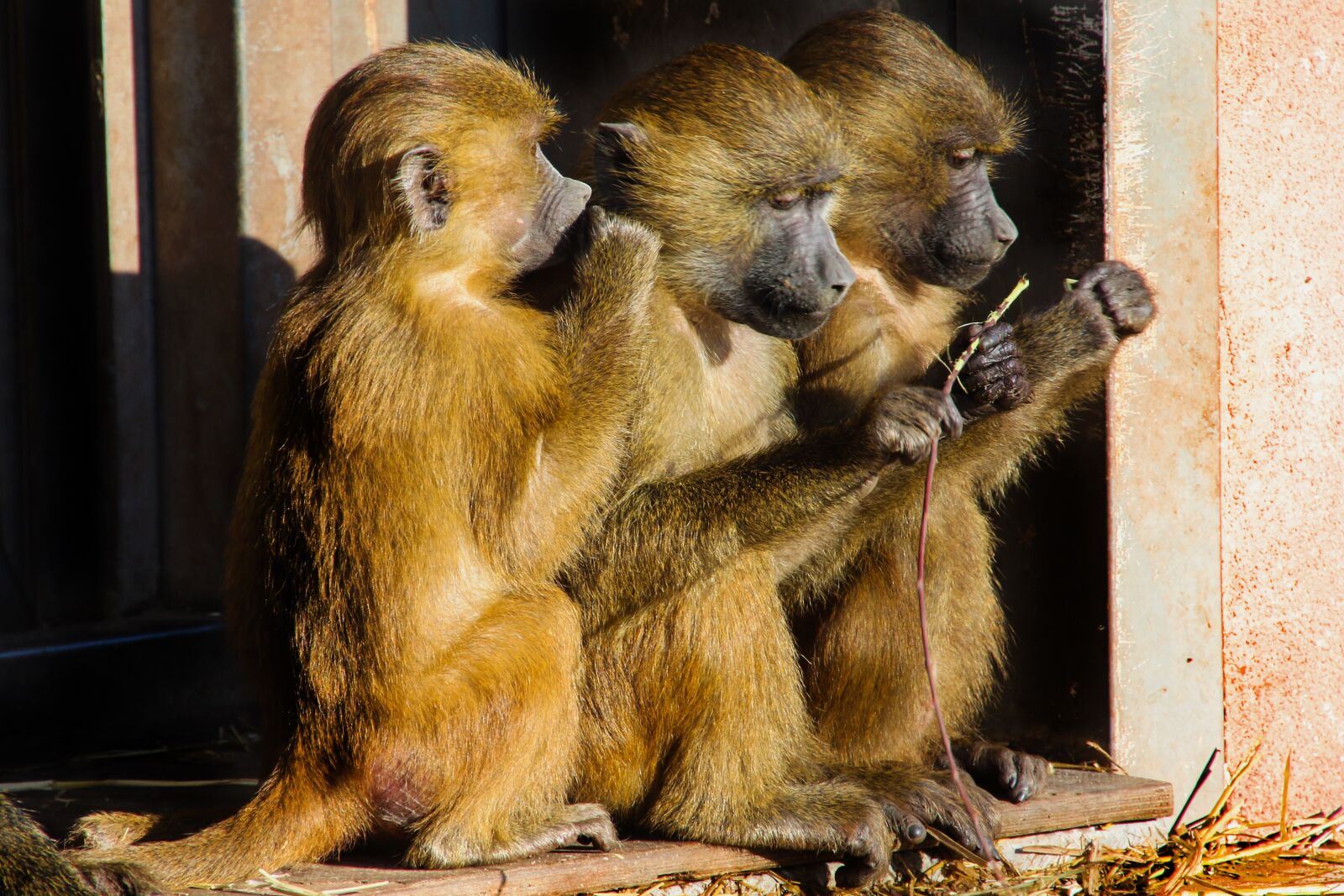 Canon EOS 70D sample photo. Animal world, monkey, baboon photography