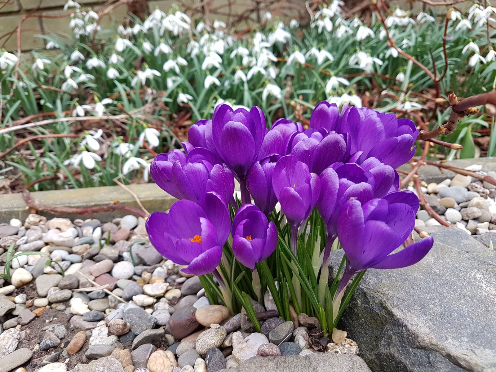 Samsung Galaxy S7 sample photo. Flowers, crocus, harbinger of photography