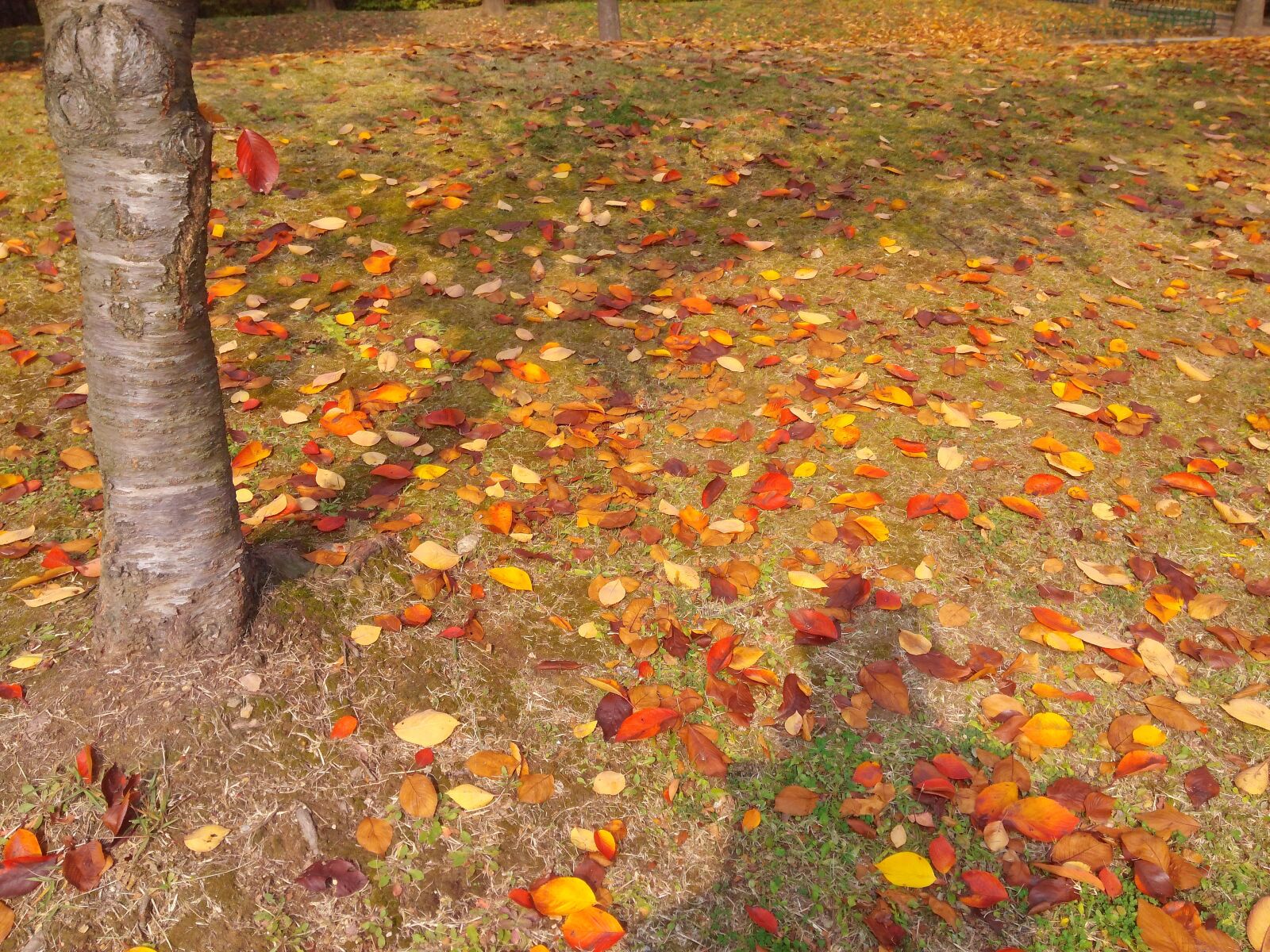 LG OPTIMUS G PRO sample photo. Leaves, autumn leaves, autumn photography