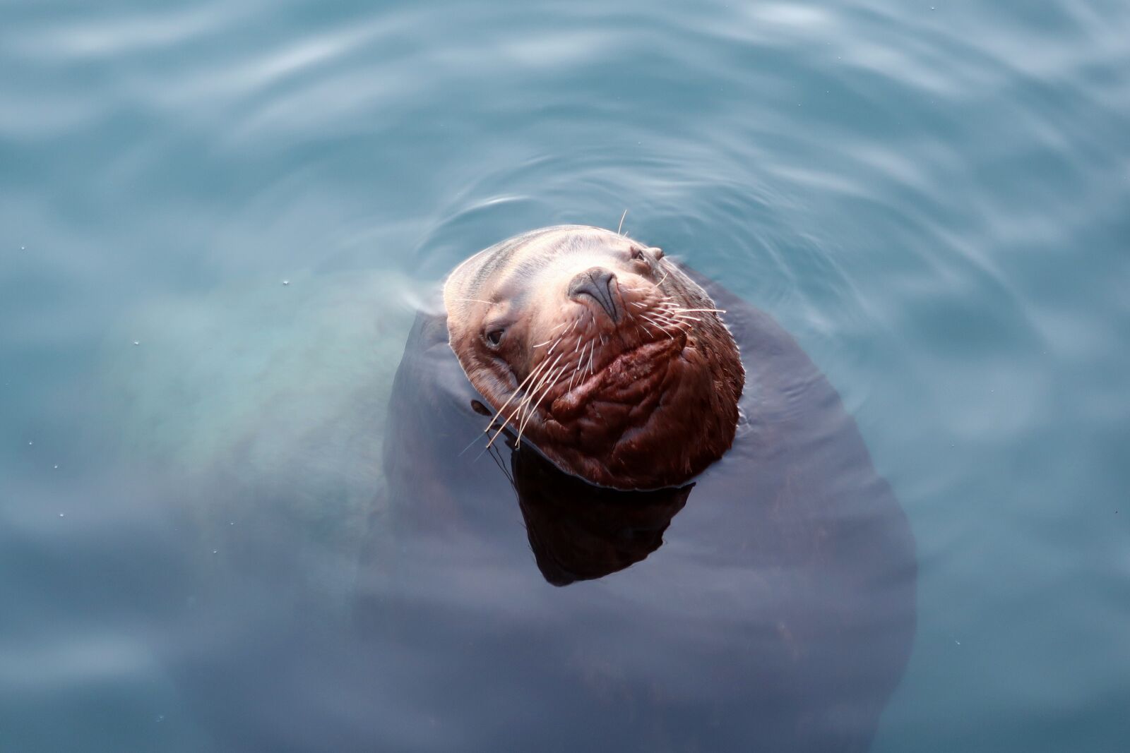 Canon PowerShot G7 X Mark II sample photo. The steller sea lion photography
