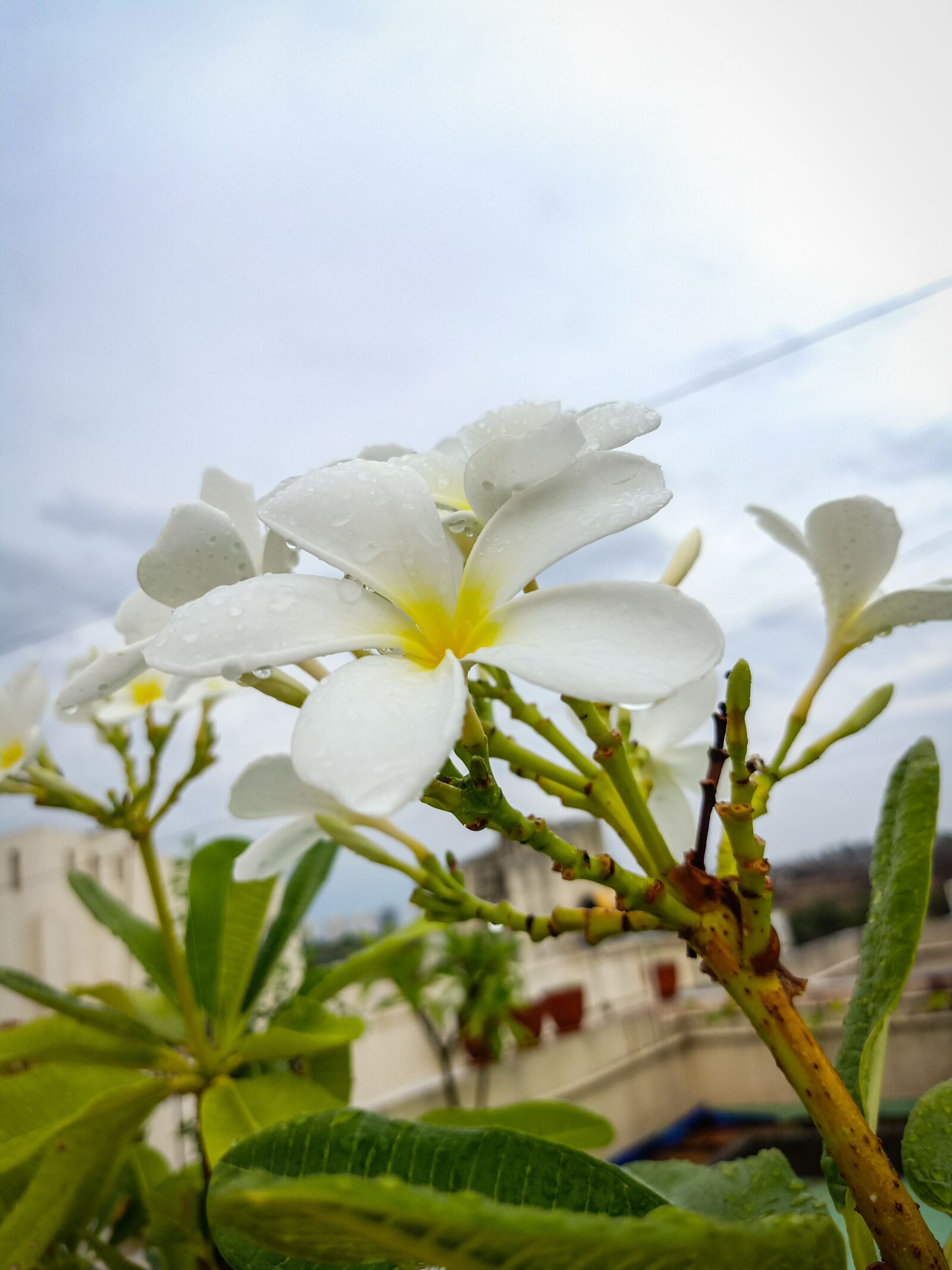 OPPO F11 PRO sample photo. Flower, tree, green photography