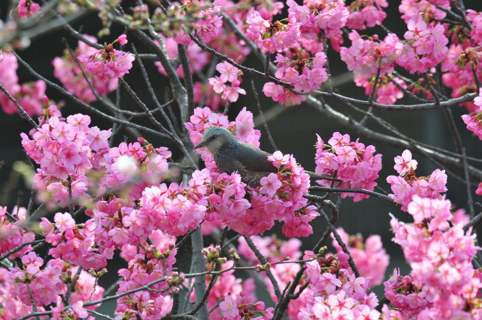 Nikon D300 sample photo. Flowers, plant, flowering photography