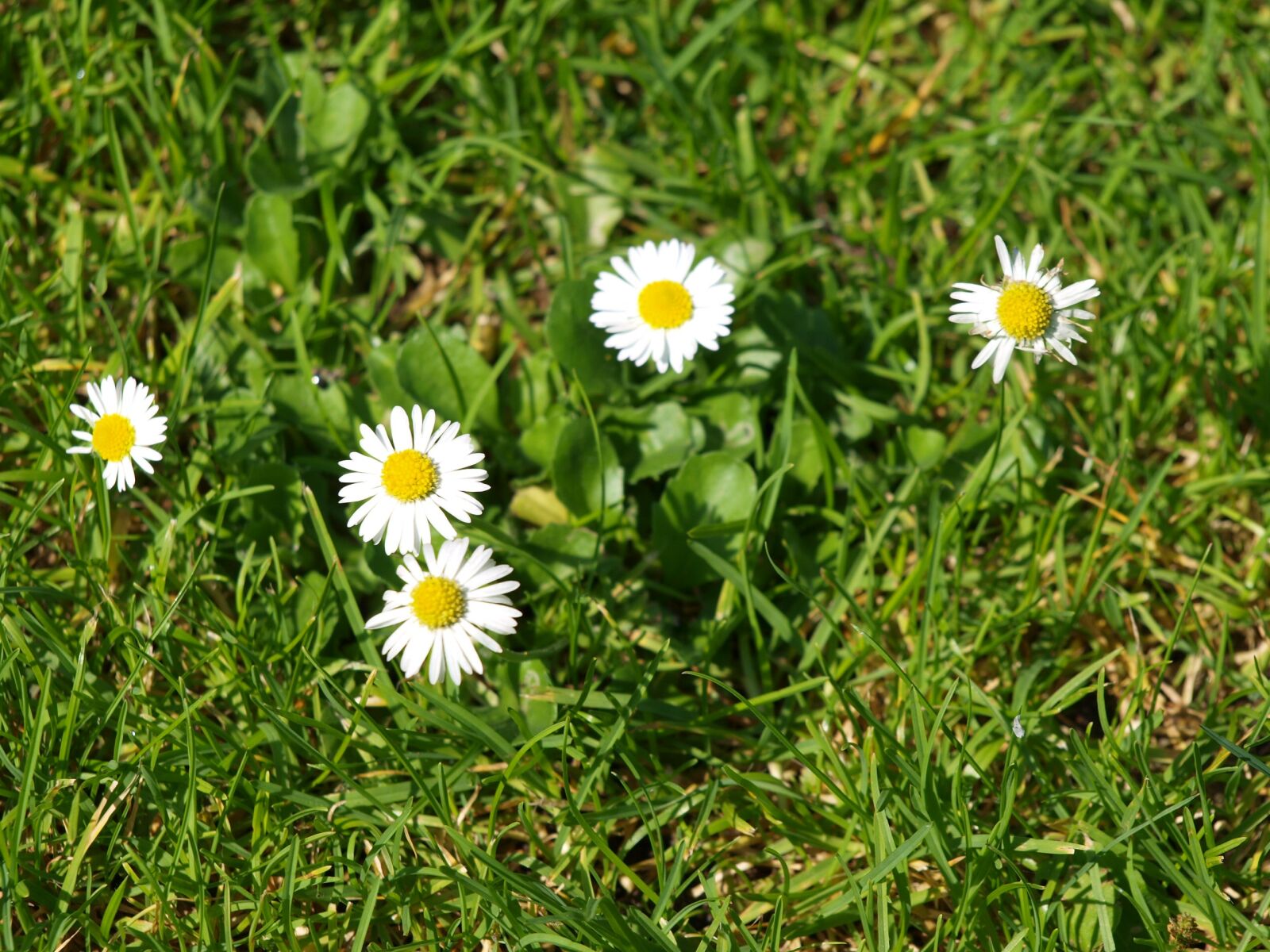Olympus E-420 (EVOLT E-420) sample photo. Daisy, meadow, garden photography