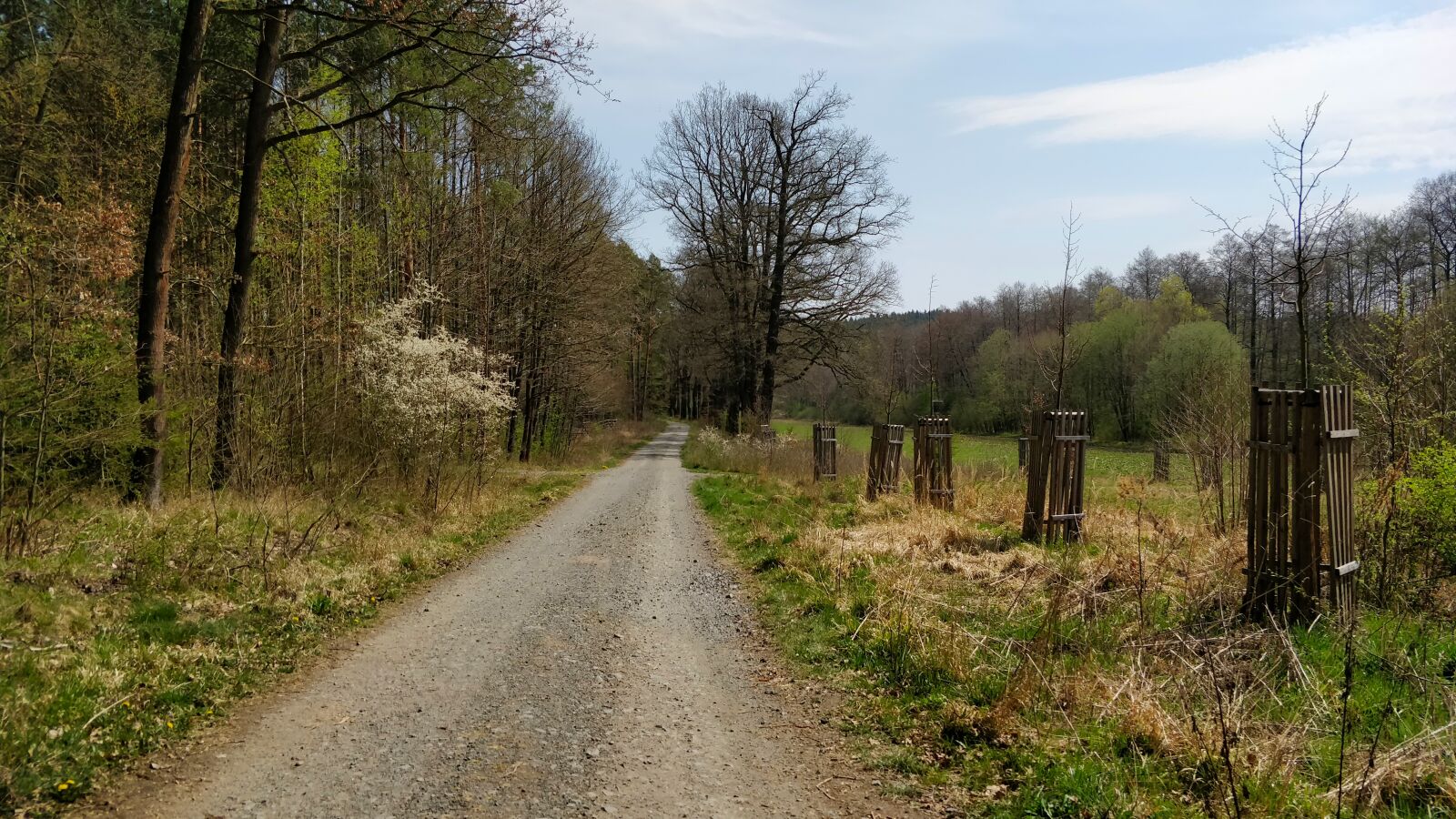 OnePlus 5 sample photo. Path, forest, nature photography