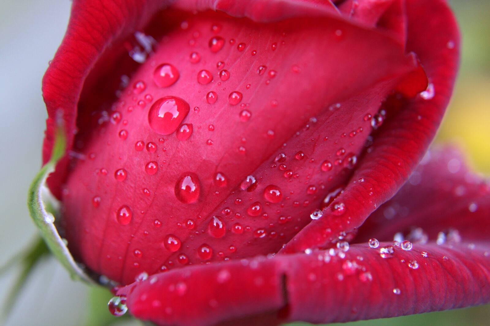 Canon EOS 2000D (EOS Rebel T7 / EOS Kiss X90 / EOS 1500D) sample photo. Red rose, drops, bloem photography