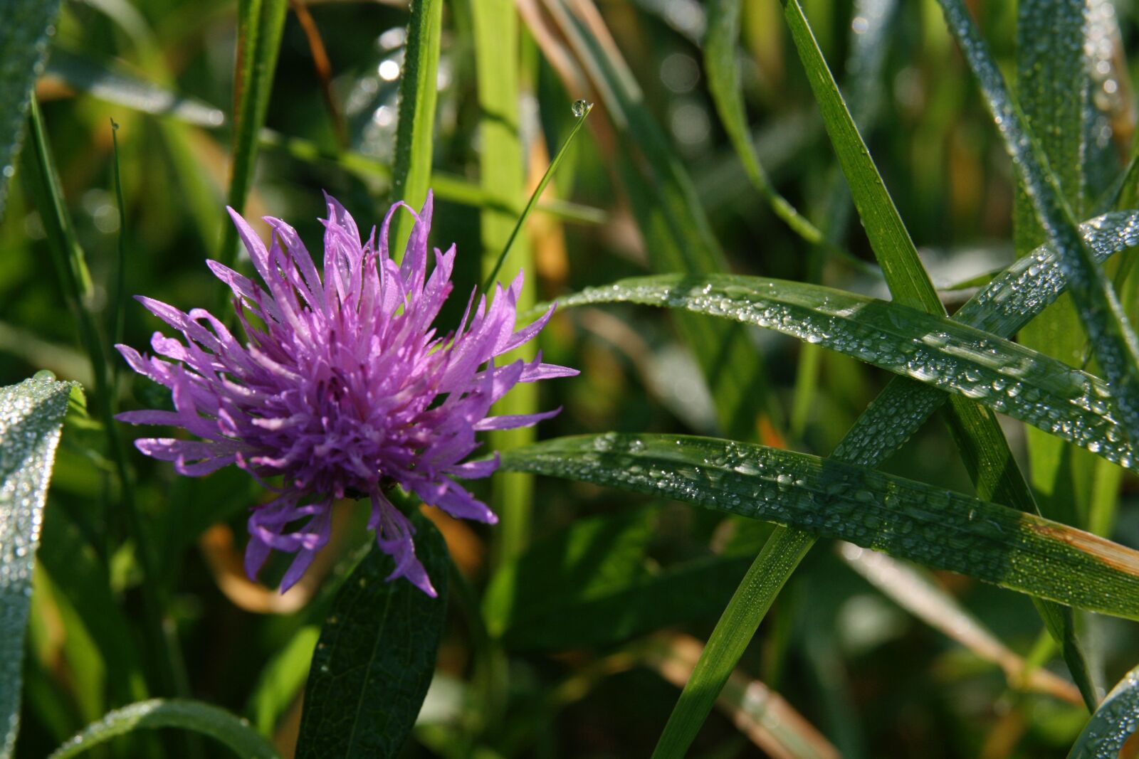 Canon EOS 400D (EOS Digital Rebel XTi / EOS Kiss Digital X) sample photo. Knapweed, genuine knapweed, pointed photography