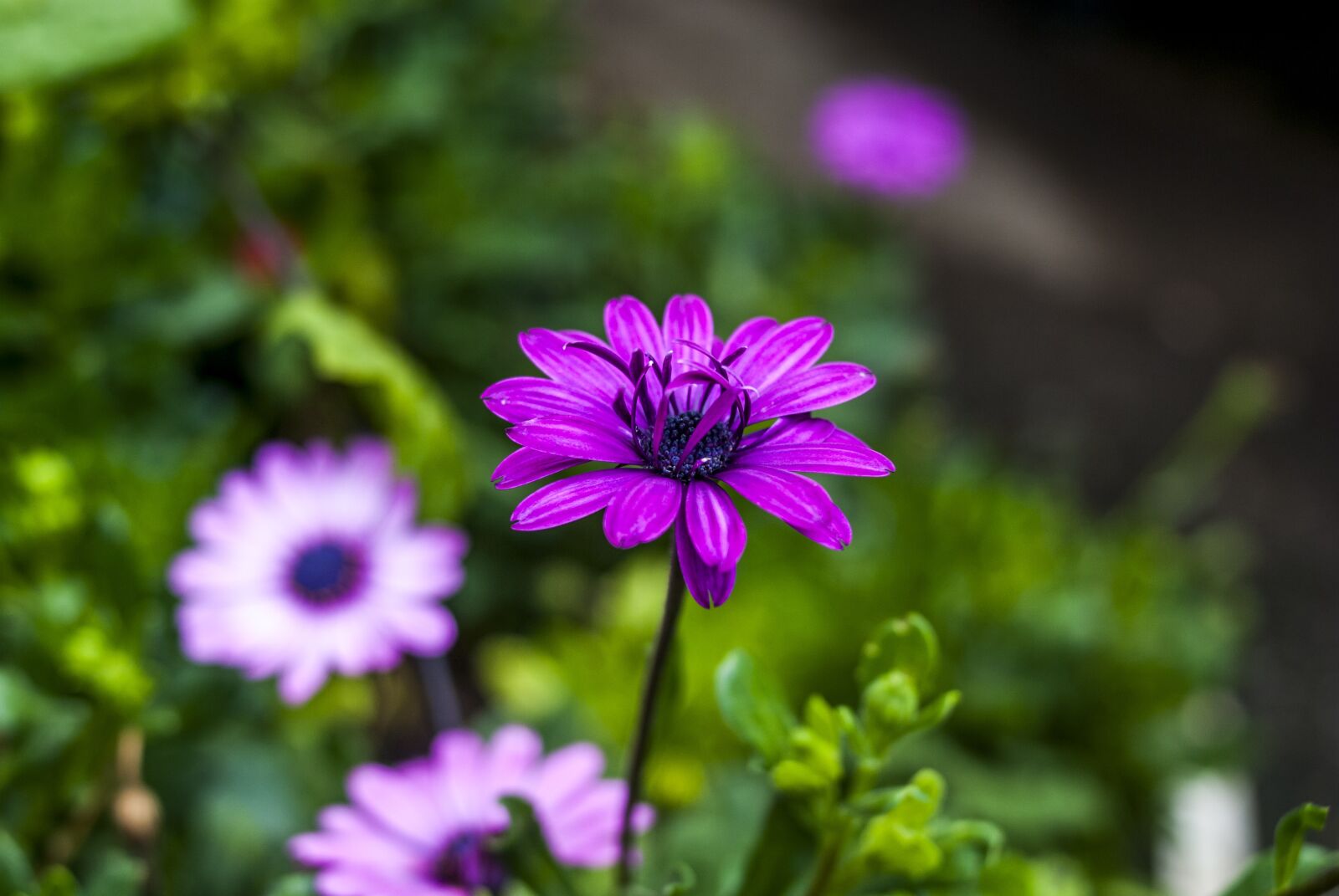 Nikon D60 sample photo. Flower, nature, plant photography
