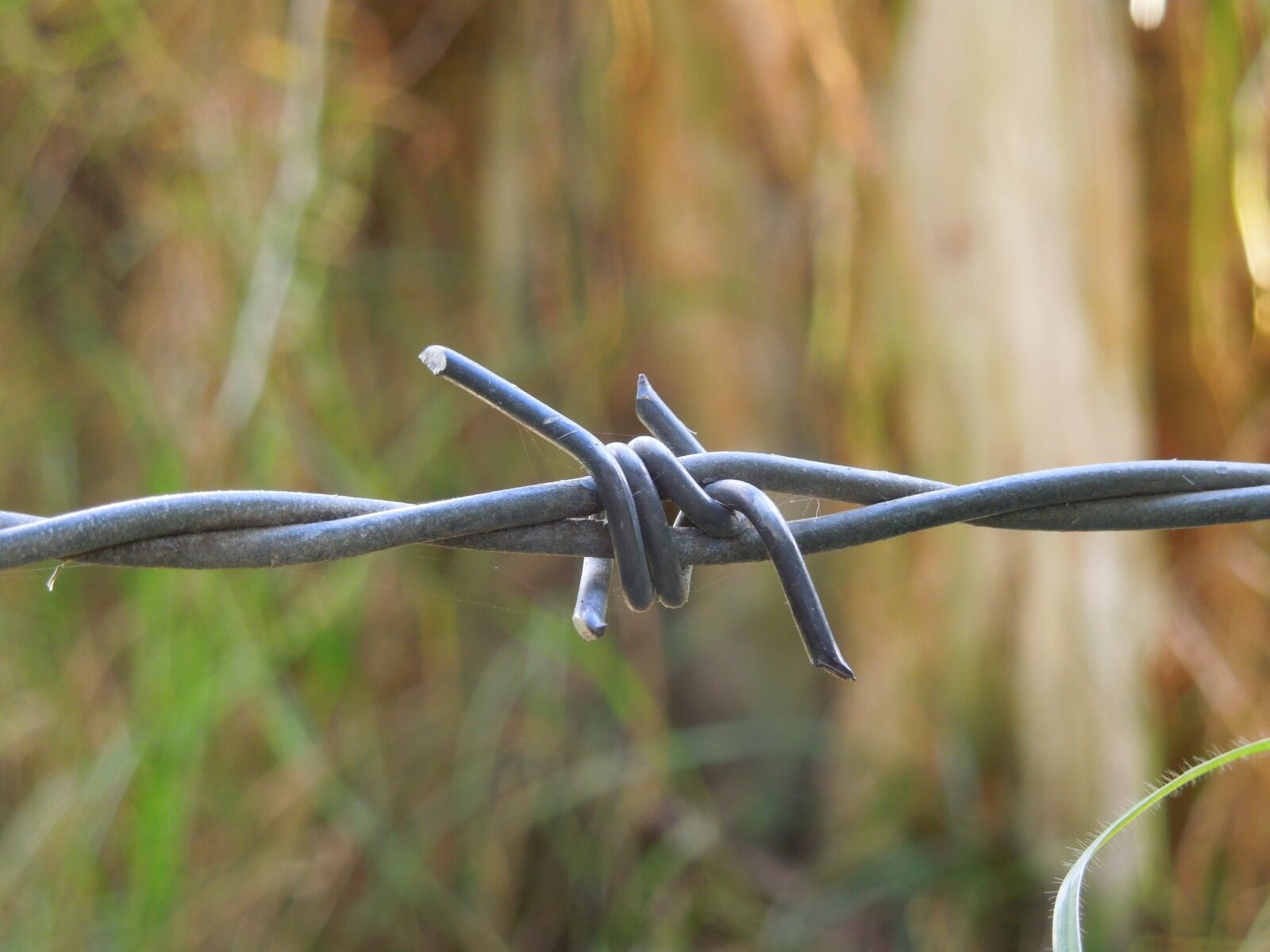 Nikon Coolpix S8200 sample photo. Barbed wire, close up photography