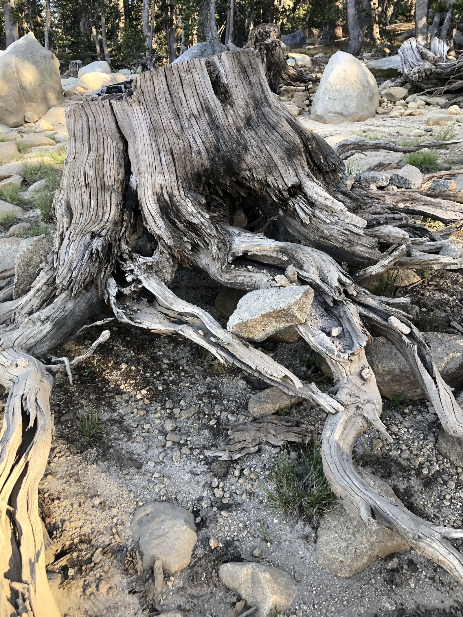 Apple iPhone 8 sample photo. Tree, granite, nature photography